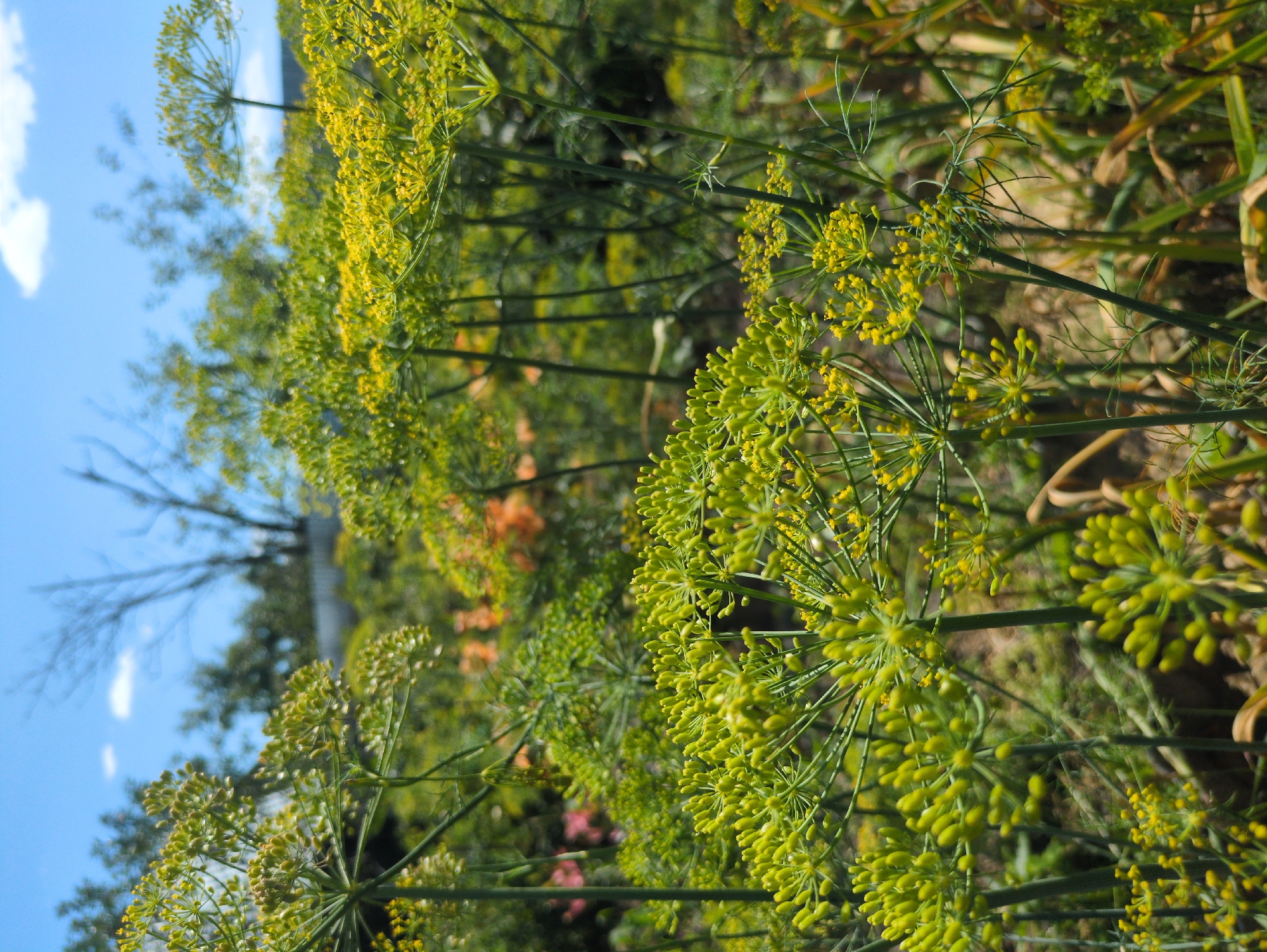 The image shows a close-up view of dill plants in bloom, with their yellow flowers and feathery leaves dominating the foreground. The plants are tall and slender, with delicate stems and intricate seed heads forming umbrella-like clusters. The background is a blur of green foliage, suggesting a garden or natural setting. The sky above is a clear blue with a few wispy white clouds. The overall impression is one of natural beauty and tranquility. The location is identified as Kulebaki, Russia.