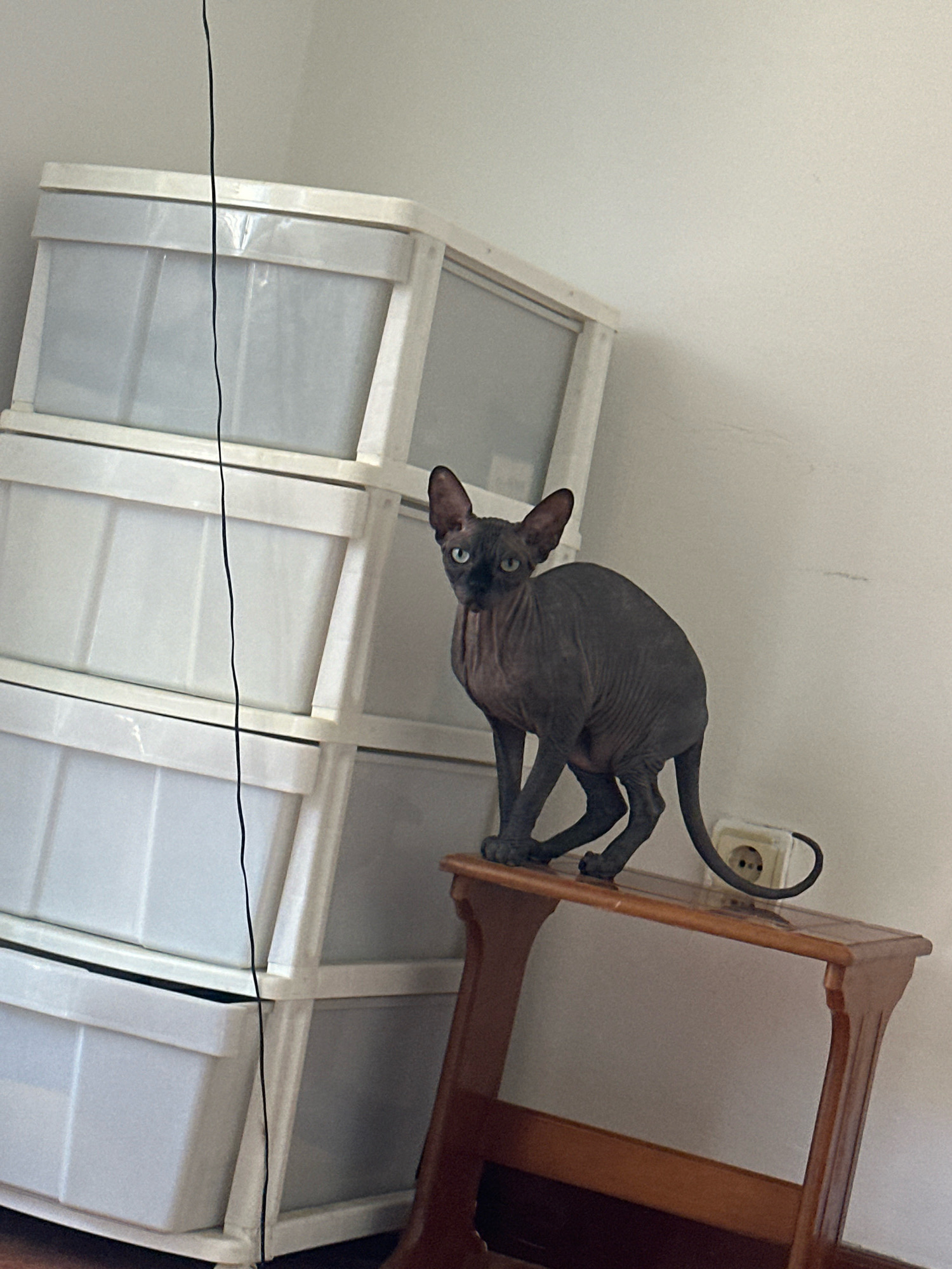 A hairless cat with dark grey skin and green eyes is perched on a wooden table, looking towards the camera. The cat is positioned in the center of the image, with its body slightly angled. Behind the cat and to the left, there is a stack of white plastic drawers. To the right of the cat, on the wall, is a white electrical outlet. The background is a plain, light-colored wall. A thin black string hangs vertically from the top of the image, passing in front of the drawers and the cat. The scene appears to be indoors.