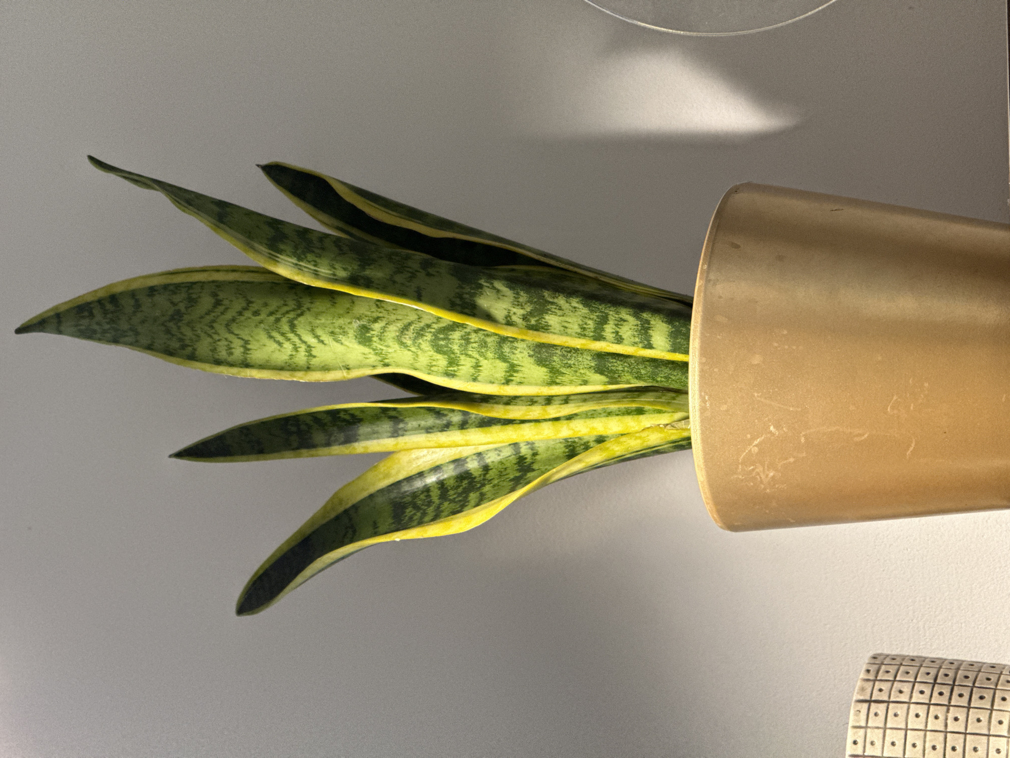 A snake plant is pictured in a golden pot against a grey wall. The snake plant has tall, sword-like leaves with variegated green and yellow patterns. The pot is slightly worn, with visible scuff marks. To the left of the golden pot, a portion of another patterned pot is visible. The lighting suggests an indoor setting, possibly a home or office. There is no discernible location in the city of Łódź, Poland, provided by the image content.