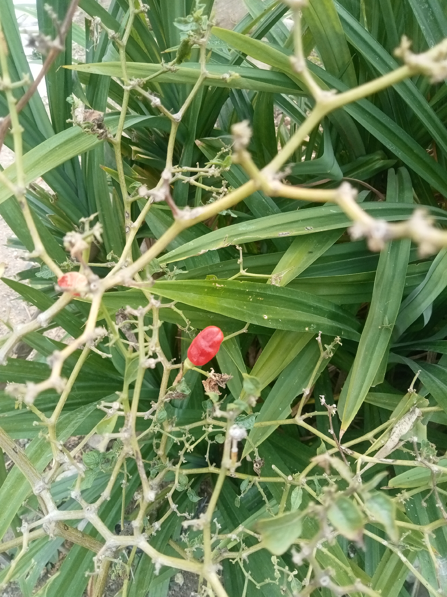 A single ripe red berry is visible on a thin, dry stem of a plant. The berry is elongated and smooth, with a vibrant red color that stands out against the surrounding green foliage. The foliage appears to be broad-leafed, with long, pointed leaves that are a deep green. The stems of the plant are thin and brittle-looking, with small buds and dried remnants of leaves. The background is blurred, suggesting the focus is on the berry and its immediate surroundings. The overall impression is of a close-up shot of a plant in a natural setting, likely in an outdoor environment. The image's visual style suggests it might have been taken in Malang, Indonesia, given the commonality of such tropical plants and flora in that region.