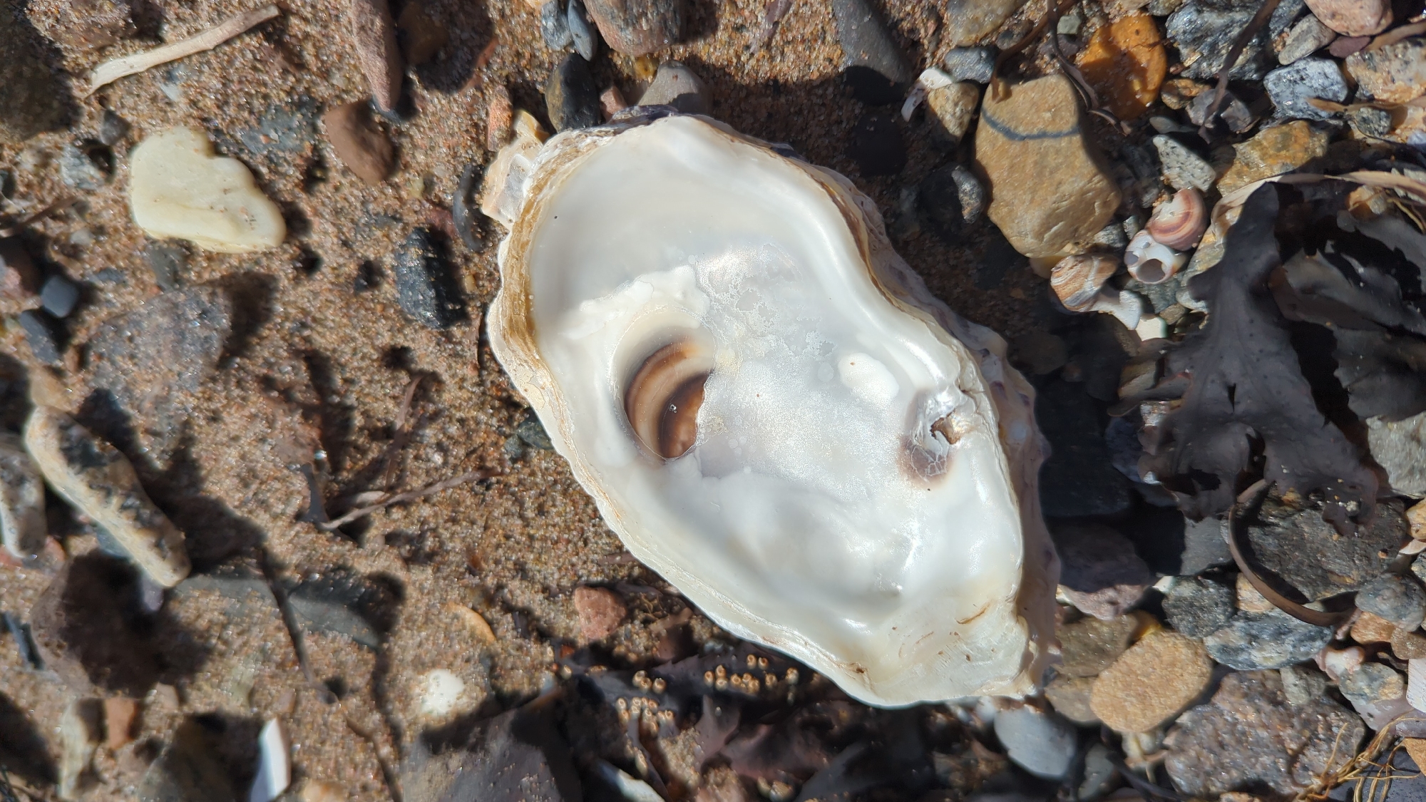 An overhead shot of an empty oyster shell lies on a sandy and pebbly beach. The oyster shell is off-white and smooth on the inside, with iridescent highlights and brown concentric rings. The exterior of the shell is rougher and shows some wear. The beach is composed of various sized pebbles, sand, and small pieces of dried seaweed. Some of the pebbles are grey, brown, and tan. The scene is set outdoors under bright sunlight, casting shadows on the sand and pebbles. The specific location is Larkollen, Norway.