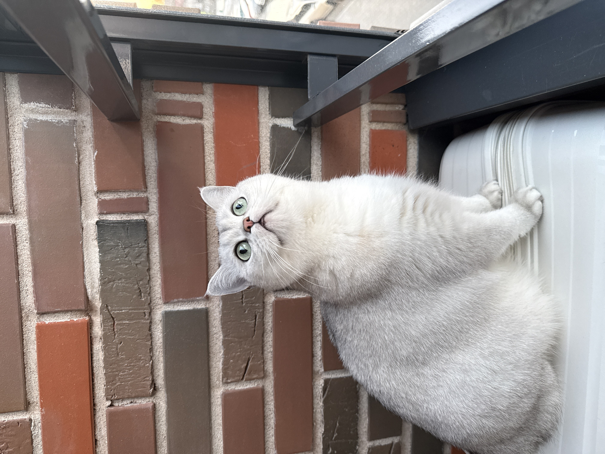 A silver cat with green eyes is leaning on a white suitcase next to a brick wall with gray metal supports above, suggesting an outdoor setting like a balcony. The photograph does not contain information to confirm the location in the city of Izhevsk, Russia.