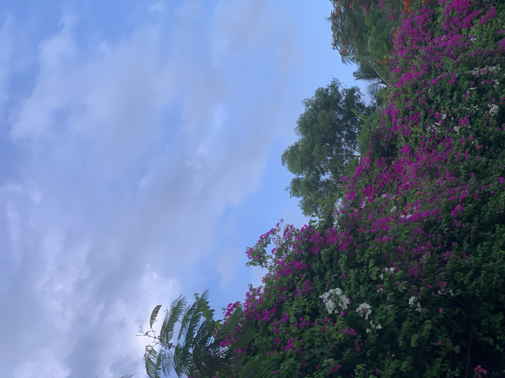 A dense, overgrown hedge of bougainvillea flowers in shades of vibrant pink and white cascades across the lower half of the image. The flowers are set against a backdrop of lush green foliage. Above the flowering hedge, the clear blue sky is streaked with wispy white clouds. The image appears to have been taken from a ground-level perspective, looking up towards the sky. The scene is likely an outdoor setting, possibly a garden or a residential area in Phu Thuy Ward, Vietnam.