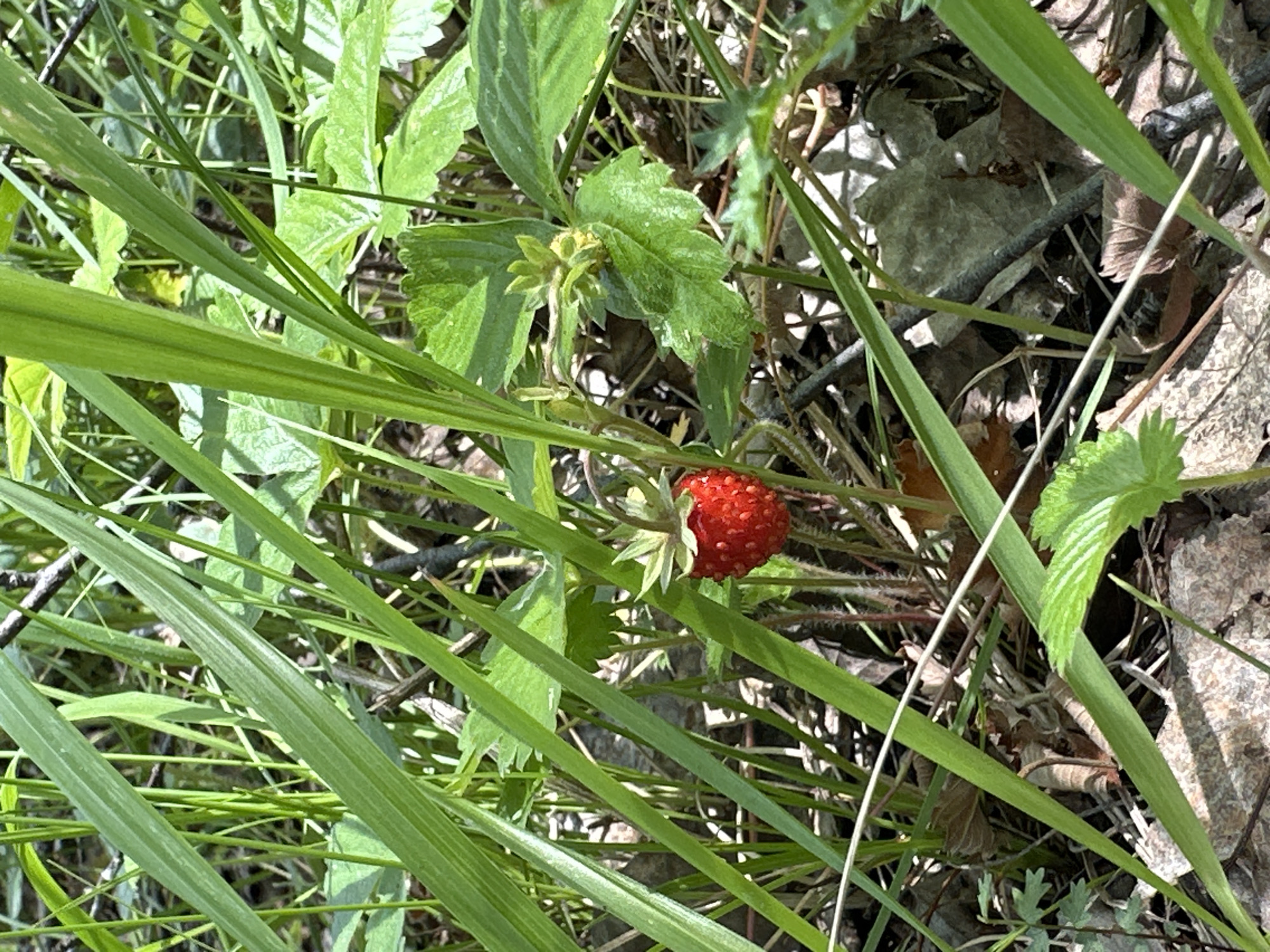 A single, ripe wild strawberry is visible in the center of the frame, surrounded by tall green grass and other foliage. The strawberry is bright red and appears to be growing on a low-lying plant. The ground is covered with dry leaves and twigs. The lighting suggests it is daytime, with shadows indicating sunlight filtering through the vegetation. The image does not provide any information about the location within a city.