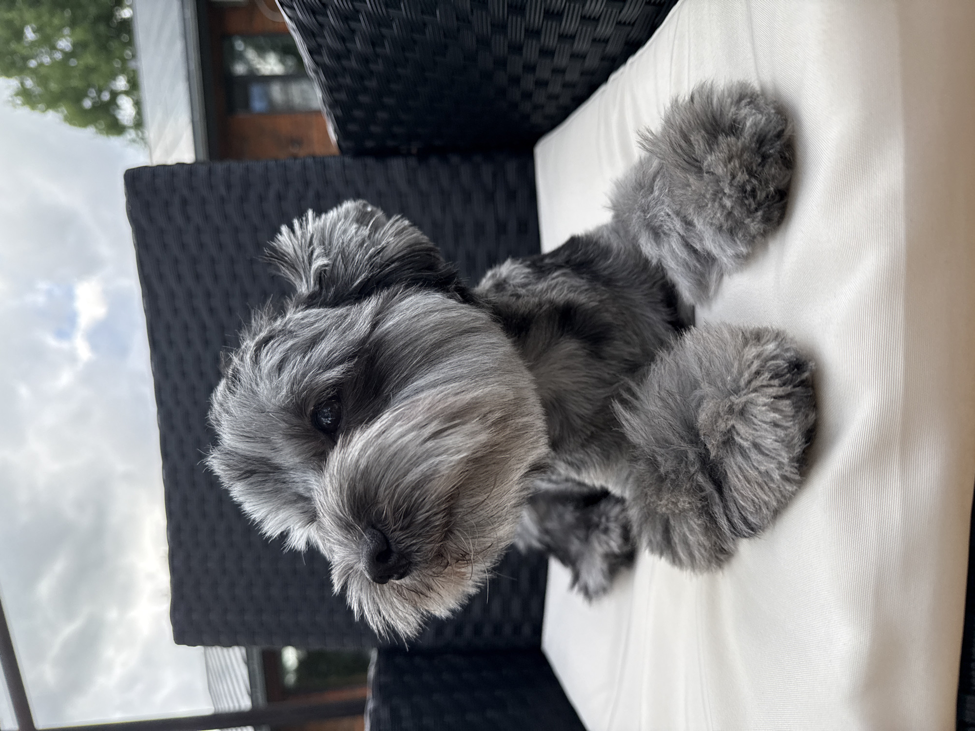A close-up, slightly tilted shot shows a Miniature Schnauzer on an outdoor cushioned chair. The dog has salt-and-pepper fur, with a dense, fluffy beard and eyebrows framing its dark eyes. Its ears are styled upwards, and its body is relaxed, with its paws resting on the white cushion. The dog appears to be looking slightly to the left.
The background includes a black woven chair, suggesting an outdoor patio or deck setting. Beyond the chair, a blurred view of trees and a cloudy sky indicates it is daytime. The weather appears overcast, contributing to the muted lighting. The scene is likely a residential outdoor area in Chaikovsky, Russia. No text is visible in the image.