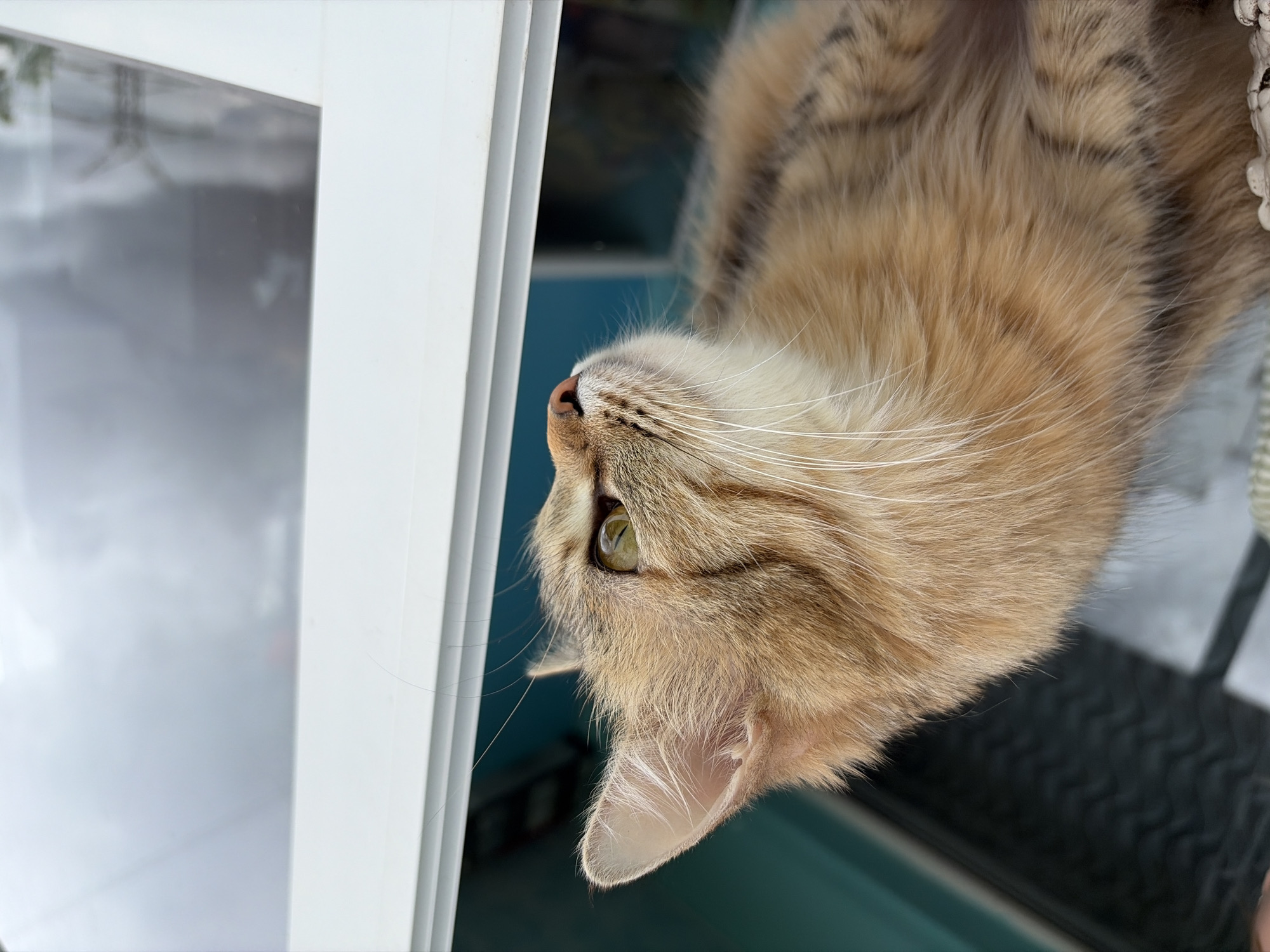 The image shows a cat, light brown in color, with one eye open, looking toward the left side of the image. The cat is next to a white-framed window. The background behind the cat is a mix of light and dark, possibly reflecting the exterior environment. The location in the city of Chaikovsky, Russia, is unknown based on the provided image.