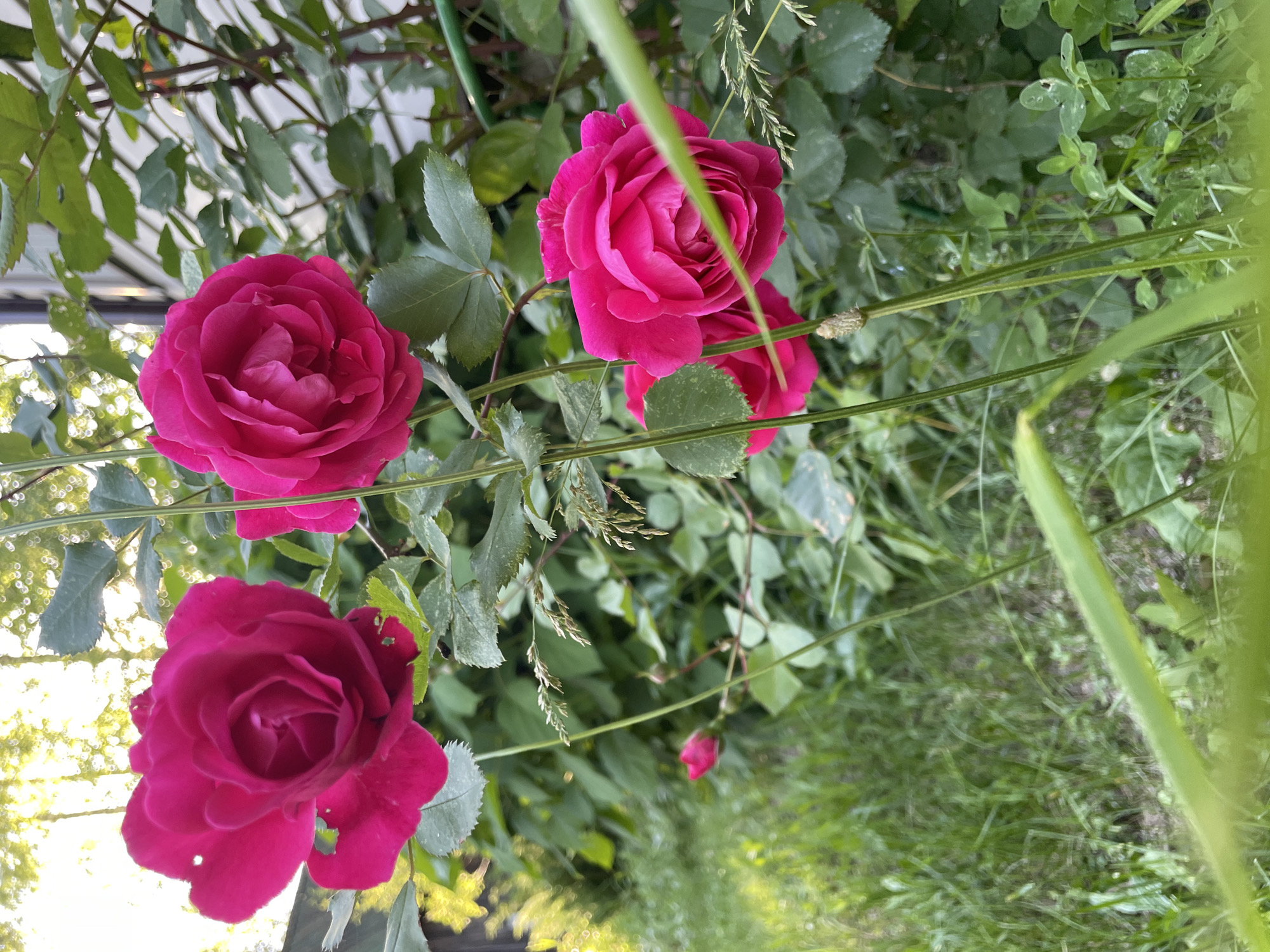 The image captures a close-up view of several vibrant pink roses in bloom, set against a backdrop of lush green foliage. The roses are the primary subjects, with their petals intricately layered and their rich color intensified by natural light. Some are fully open, showcasing their complex inner structure, while others appear to be in earlier stages of development, with tightly furled buds.
The roses are growing on thorny stems, some of which are visible in the frame, arching upwards and supporting the blooms. Green leaves, some with subtle imperfections like small holes or brown spots, surround the flowers, adding depth and texture to the scene. In the background, the foliage becomes denser, suggesting a garden or a natural setting. Hints of other plants, including grasses and possibly clover, are present in the foreground and mid-ground, creating a layered effect.
The lighting in the image suggests it was taken during daylight, possibly late afternoon or early morning, given the soft, warm glow filtering through the leaves in the upper left portion of the frame. The background is somewhat blurred, with a hint of a building structure with siding visible on the right, suggesting an outdoor residential area. The overall impression is one of natural beauty and tranquility.
The image is described as being taken in the city of Турово, Russia. While the image itself does not contain explicit landmarks or clues to its specific location within Турово, the context provided implies it is an outdoor scene within that city. There are no people or animals visible in the image. The focus is solely on the flora.