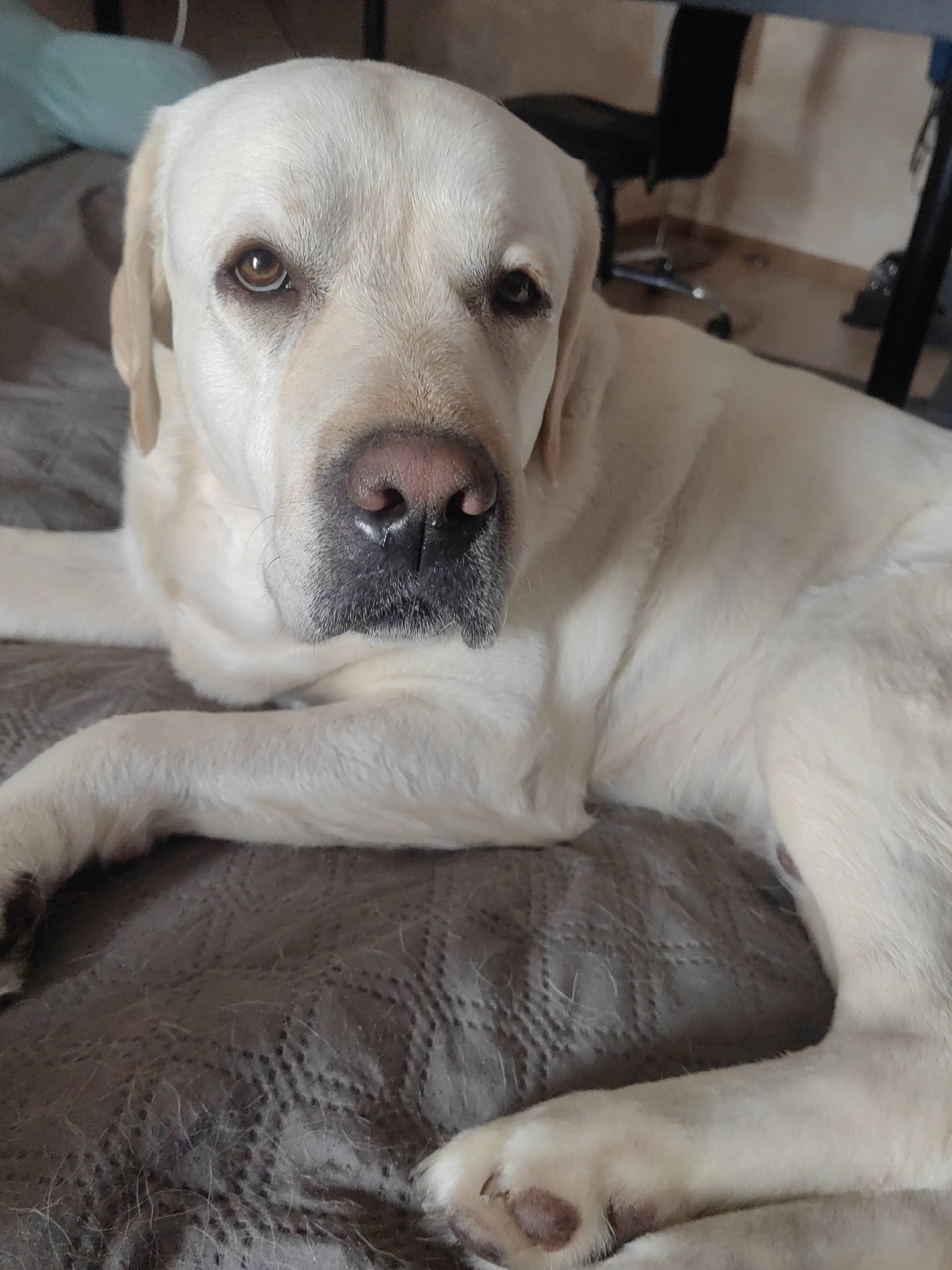 A golden Labrador Retriever lies on a gray quilted surface, likely a bed or sofa, inside an unspecified building. The dog is facing the camera with its front paws extended. Behind the dog is a blurred view of a desk and chair. The location of the image is unknown.