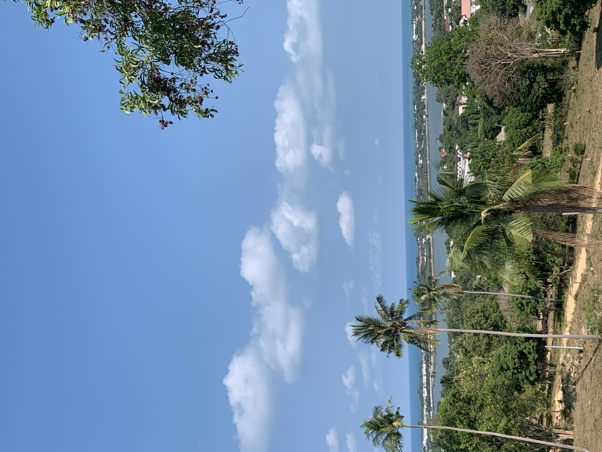 A vertical, eye-level shot reveals a panoramic view of บ้านบางรักษ์, Thailand. The sky occupies a significant portion of the frame, displaying a gradient of blue dotted with scattered white clouds. A tree branch bearing green leaves and dark berries extends from the upper-left corner. The horizon is punctuated by a coastline where the sea meets the land. The landmass is densely vegetated with trees and shrubs. Palm trees are visible in the middle foreground, their slender trunks reaching up into the sky. Buildings are scattered throughout the landscape, indicating human habitation. A dirt path runs along the right edge of the frame.