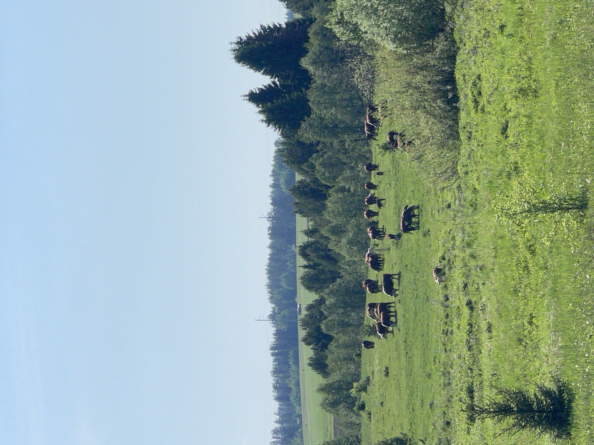 The image depicts a rural scene in Перевозное, Russia, featuring a herd of cattle grazing in a grassy field. The field is bordered by a dense line of trees and vegetation. The sky is light blue. A power line is visible in the background.