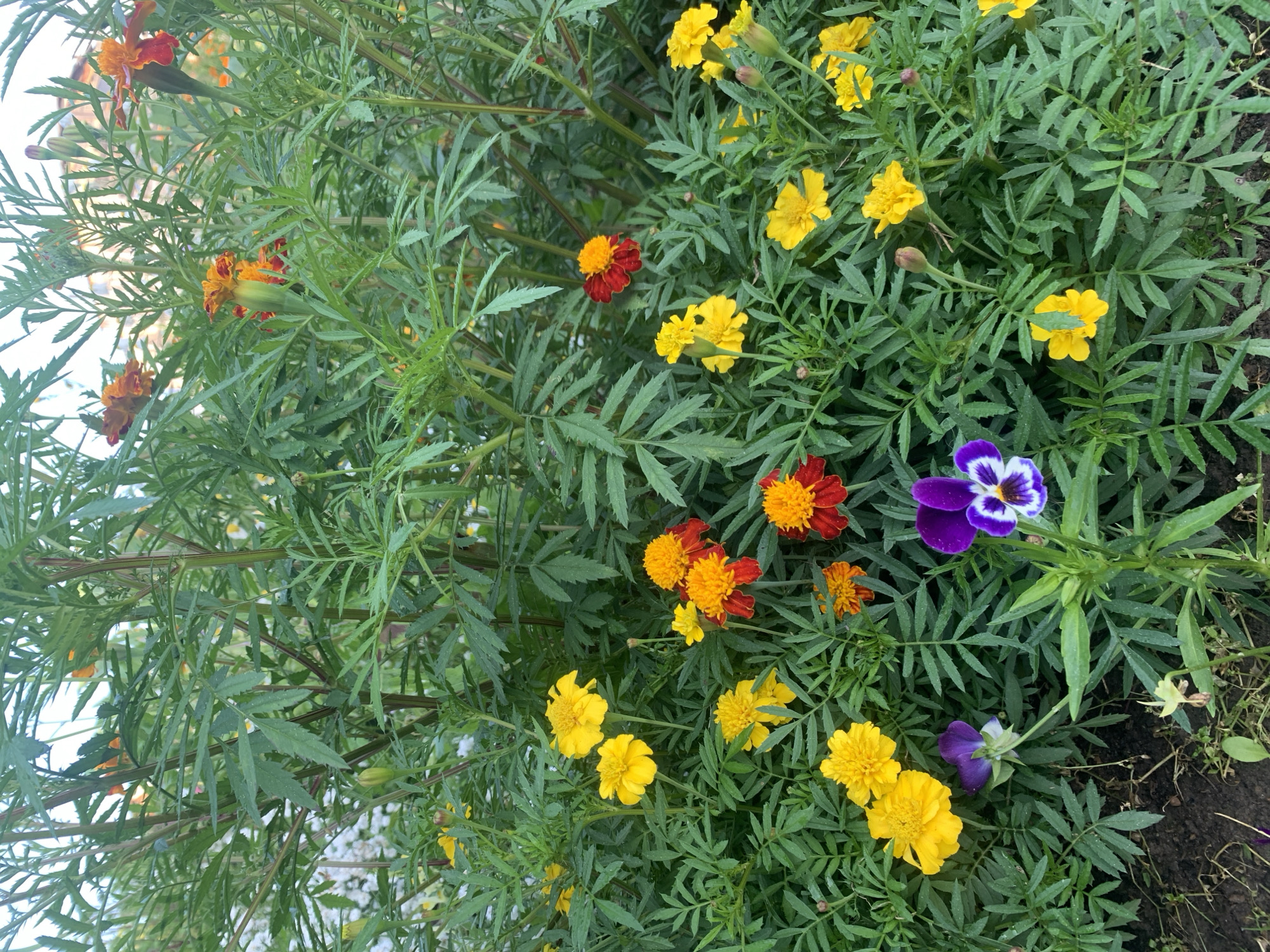 This is a medium-shot, eye-level, vertical, outdoor photograph of a dense flower bed in Ust-Ilimsk, Russia. The scene is dominated by lush green foliage and an assortment of brightly colored flowers, primarily marigolds in shades of yellow, orange, and red, with a single purple and white pansy in the lower center. The flowers are in various stages of bloom, with some fully open and others as buds. The soil is visible in the lower left corner, suggesting the plants are growing in the ground. The overall impression is one of a vibrant, well-maintained garden, likely in a residential or public space. No people are present in the image.