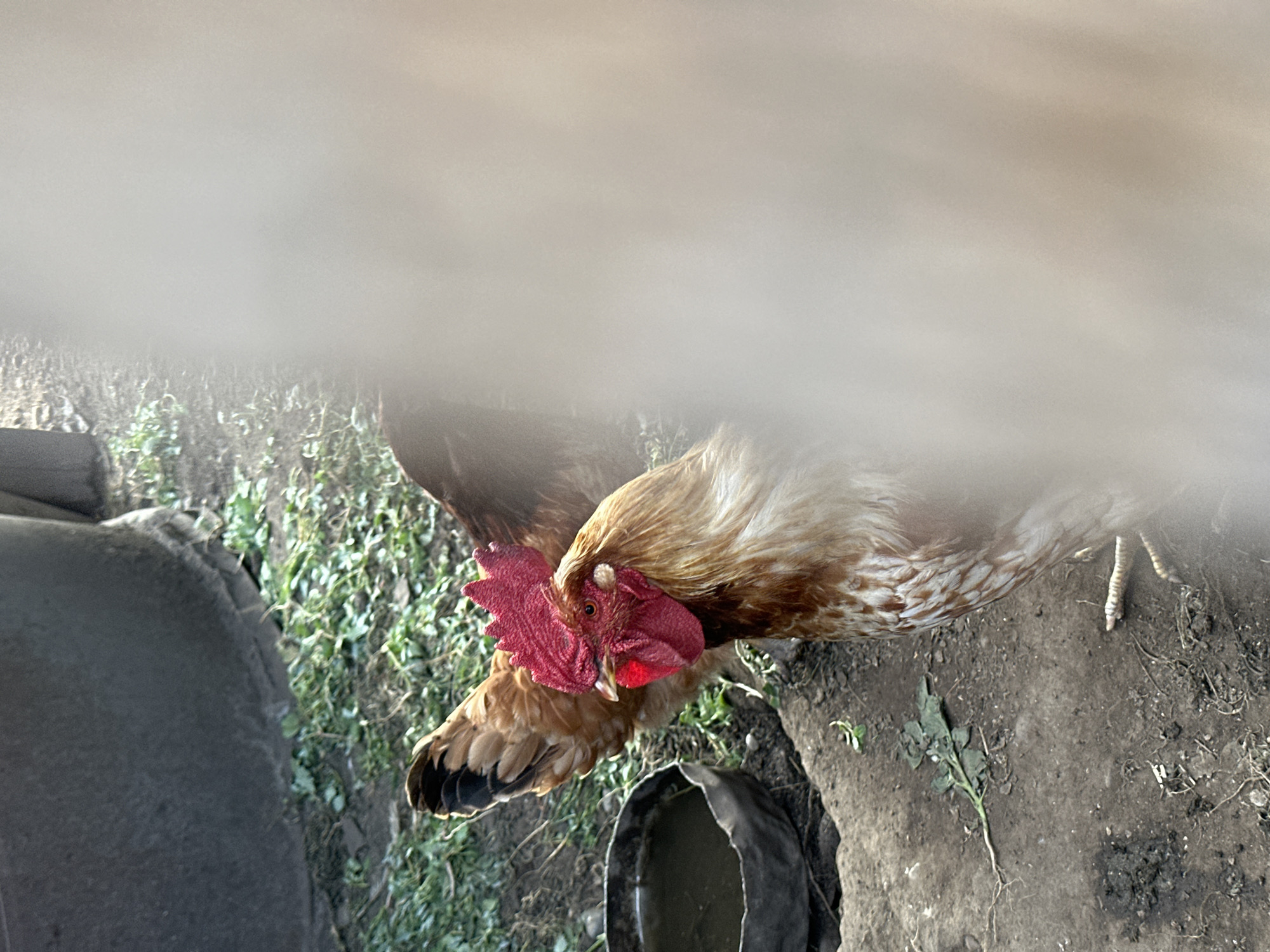 The image features a close-up, overhead view of a chicken with brown and white feathers. The chicken has a bright red comb and wattle. It is standing on the ground, which appears to be dirt with some sparse green vegetation. To the left of the chicken, a large, dark, textured object, possibly a tire or a large piece of rubber, is partially visible. In the lower right portion of the image, a dark, irregular-shaped object, possibly a feeding trough or water dish, is present. The overall scene suggests an outdoor setting, likely a farmyard or chicken coop, in Novoyeniseyka, Russia. The lighting suggests it is daytime, with shadows indicating the sun is not directly overhead. There is no visible text in the image.