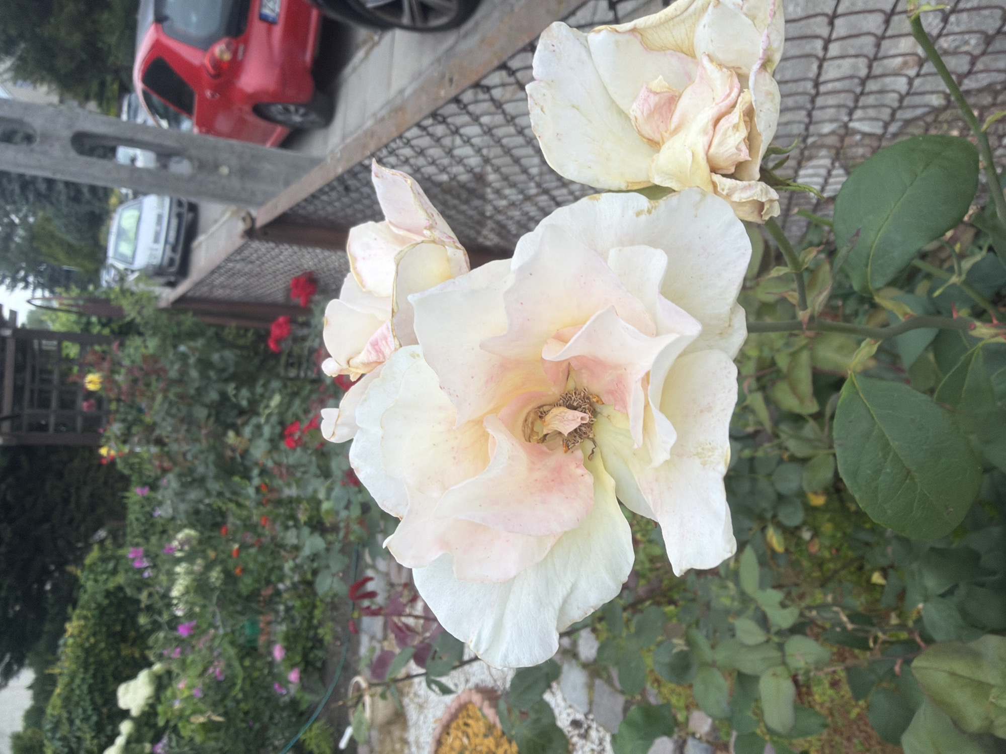 The image captures a close-up view of pale pink and white roses in the foreground, with a blurred background of a garden and a street. The roses appear to be in bloom, with some petals showing signs of wilting. Behind the roses, a metal fence can be seen, separating the garden from a street where two cars are parked. One car is red and appears to be a hatchback, while the other is a silver sedan. In the distance, trees and buildings are visible, suggesting an urban or suburban setting. The lighting indicates it is daytime, likely overcast due to the soft shadows. The scene is set in the city of Szczecin, Poland, possibly a residential area with a garden adjacent to a street. There are no people or animals visible in the image.