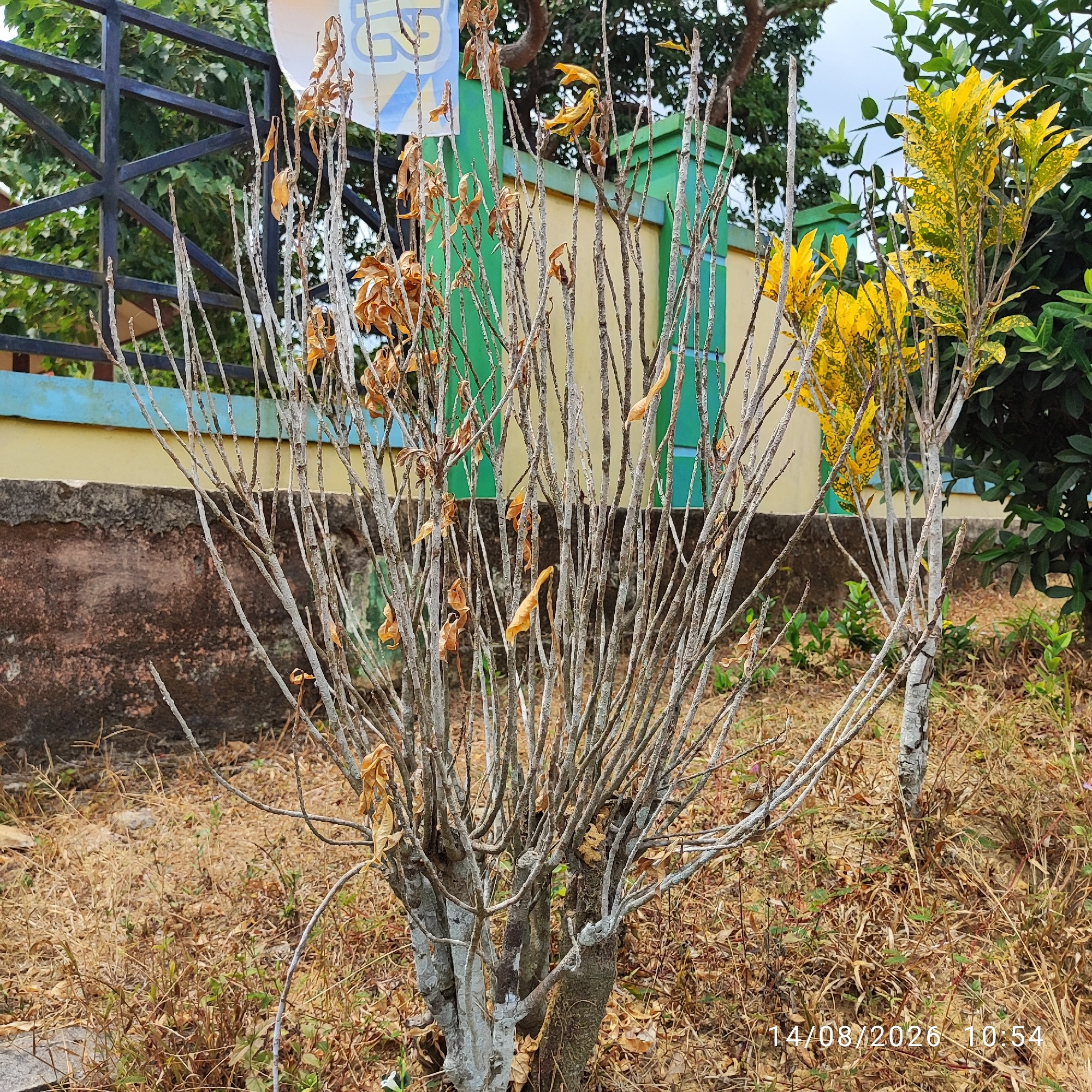 In an outdoor setting, a dead or dormant tree with sparse, dry, brown leaves and gray branches stands in the foreground. Behind it, a fence made of black metal bars with a green and yellow wall runs across the middle ground. To the right of the dead tree, a vibrant green plant with yellow variegated leaves is visible. The ground is covered in dry grass and leaves. The scene appears to be in a park or a garden area, possibly in a residential or public space. A date and time stamp reads "14/08/2026 10.54" in the lower right corner. There are no people visible in the image.