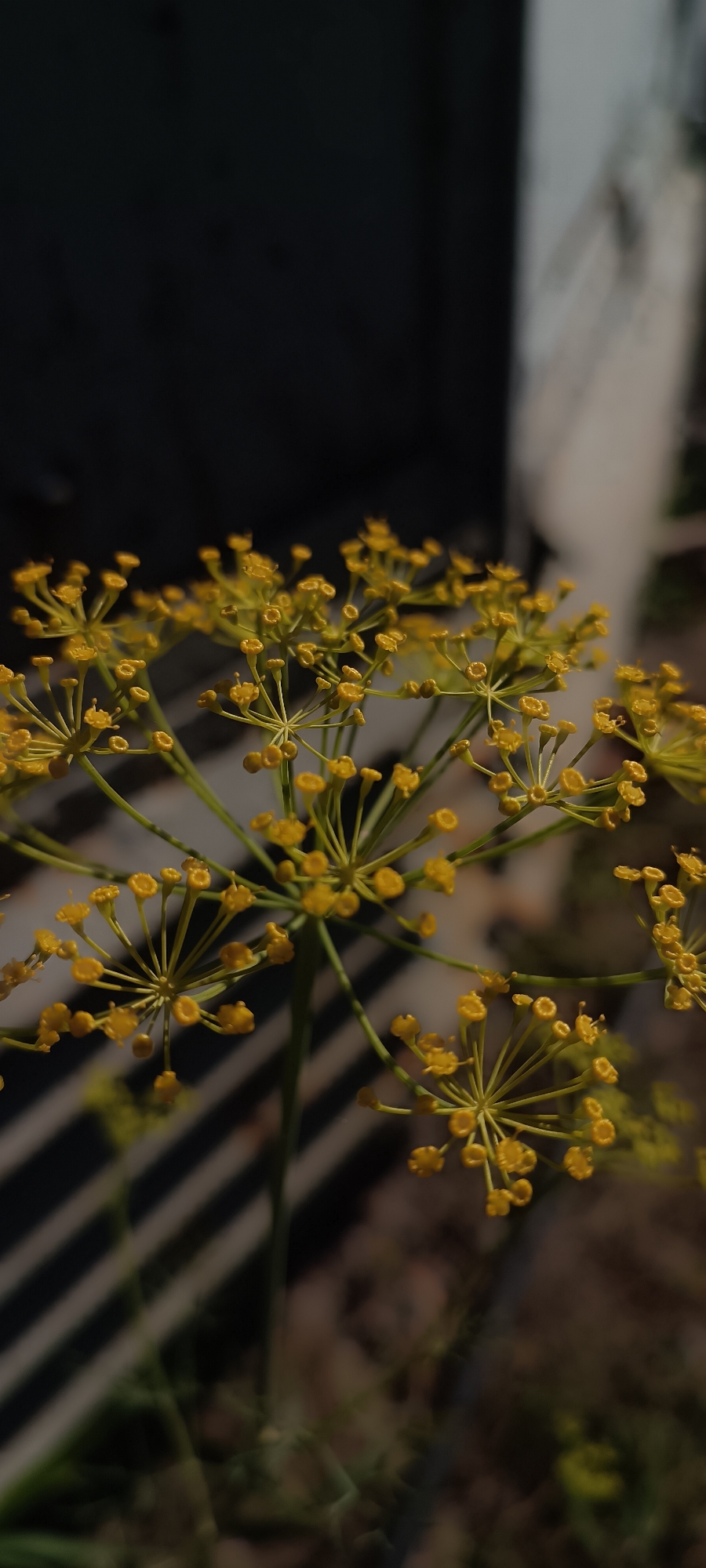 A close-up, vertical shot captures a cluster of small, yellow dill flowers against a blurred background. The flowers are the main subject, with their delicate structure and bright color dominating the frame. The background consists of dark, out-of-focus shapes, possibly representing foliage or a structure. The lighting suggests an outdoor setting, likely during the day, with sunlight highlighting the flowers. No people or specific landmarks are visible. The location in Sokolohirsk, Ukraine, is not discernible from the visual elements of the image.