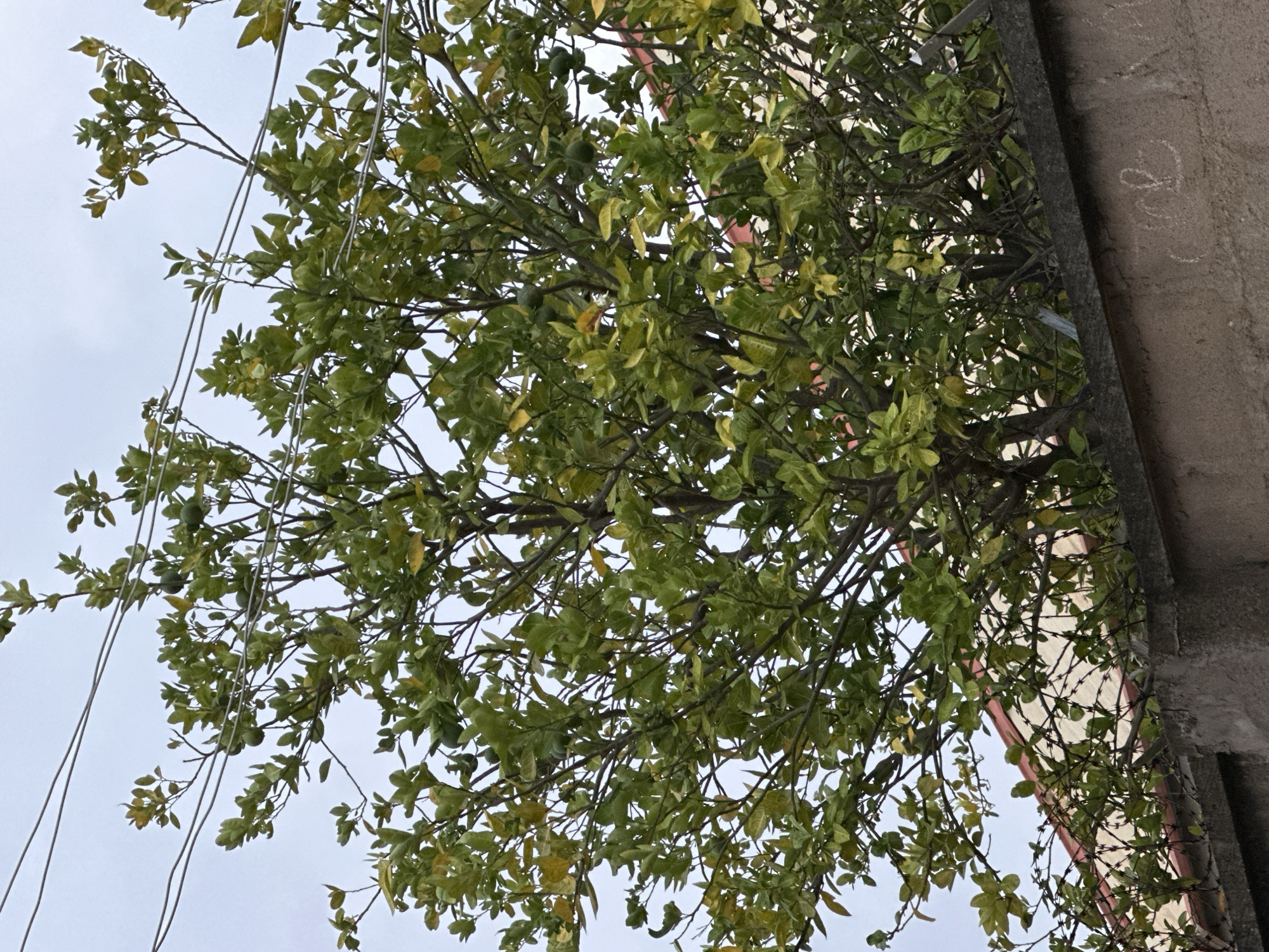 In Narayi, Nigeria, a citrus tree laden with green fruit grows in front of a building with a red-trimmed roof, partially obscured by overhead wires. A concrete wall with graffiti runs along the bottom of the frame, with barbed wire visible on top of it. The tree's leaves are a mix of green and yellow, indicating it may be near harvest or undergoing some seasonal change. The sky is overcast, suggesting a cloudy day. The overall scene depicts a typical residential setting in the area.