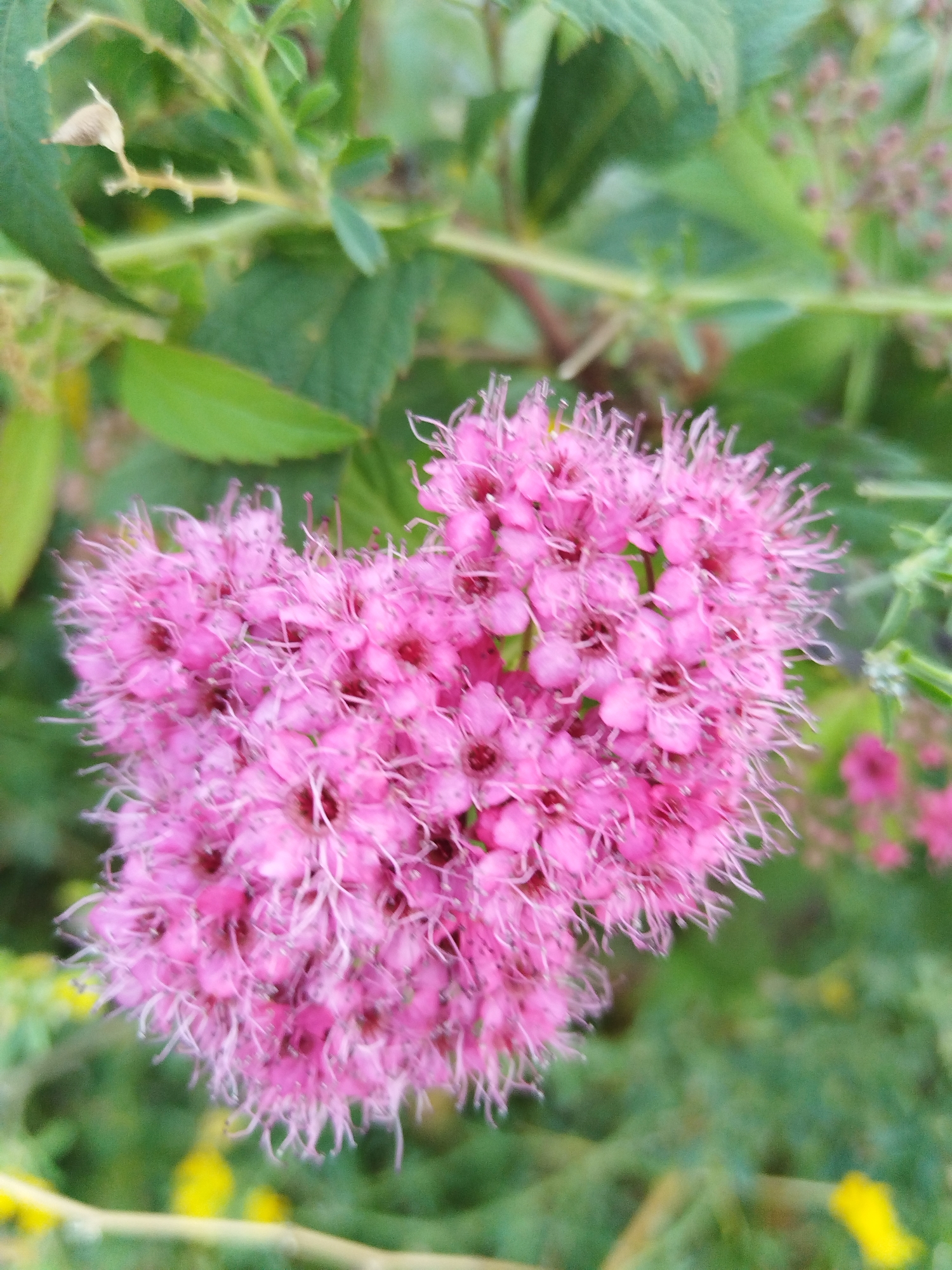 A close-up, slightly blurry photograph captures a cluster of small, bright pink flowers with delicate, fluffy stamens. The flowers are densely packed together, forming a heart-like shape at the center of the image. Behind the flowers, green leaves and stems create a soft-focus background, with hints of yellow in the lower left and right corners. The image appears to be an outdoor shot, likely in a garden or natural setting. There is no indication of the city of Brest, Belarus.