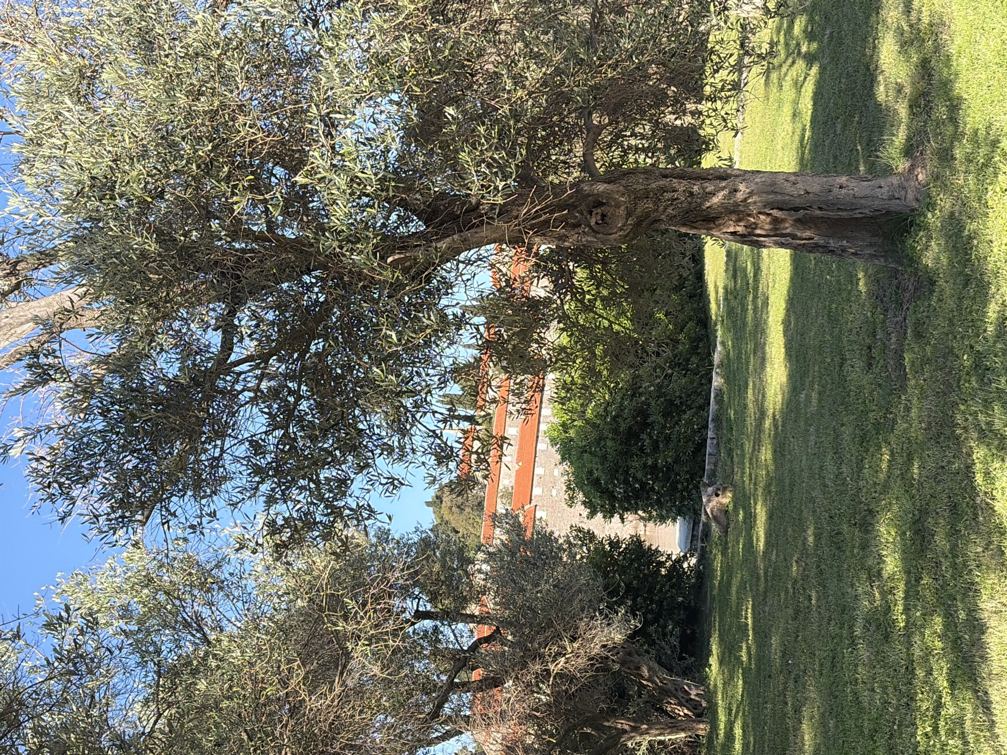 This outdoor image presents a tranquil landscape dominated by mature trees, likely olive trees, under a bright, clear blue sky. The foreground features a sprawling green lawn, extensively covered in long, dappled shadows cast by the trees, suggesting either early morning or late afternoon sunlight. A large, gnarled tree trunk stands prominently on the right side of the frame, with its canopy of dense, silvery-green leaves extending across much of the top and center of the image.
Through the foliage of the trees, in the midground, buildings with distinct red-tiled roofs and light-colored walls are partially visible. These structures exhibit architectural styles typical of the Mediterranean region. A smaller, irregular light-colored object, possibly a rock or stump, is seen resting on the grass in the mid-right. The weather is sunny with no clouds. No people or specific activities are depicted, and no text is visible. The scene evokes a peaceful, natural environment, consistent with the beautiful coastal landscapes and historic architecture found in Sveti Stefan, Montenegro.
