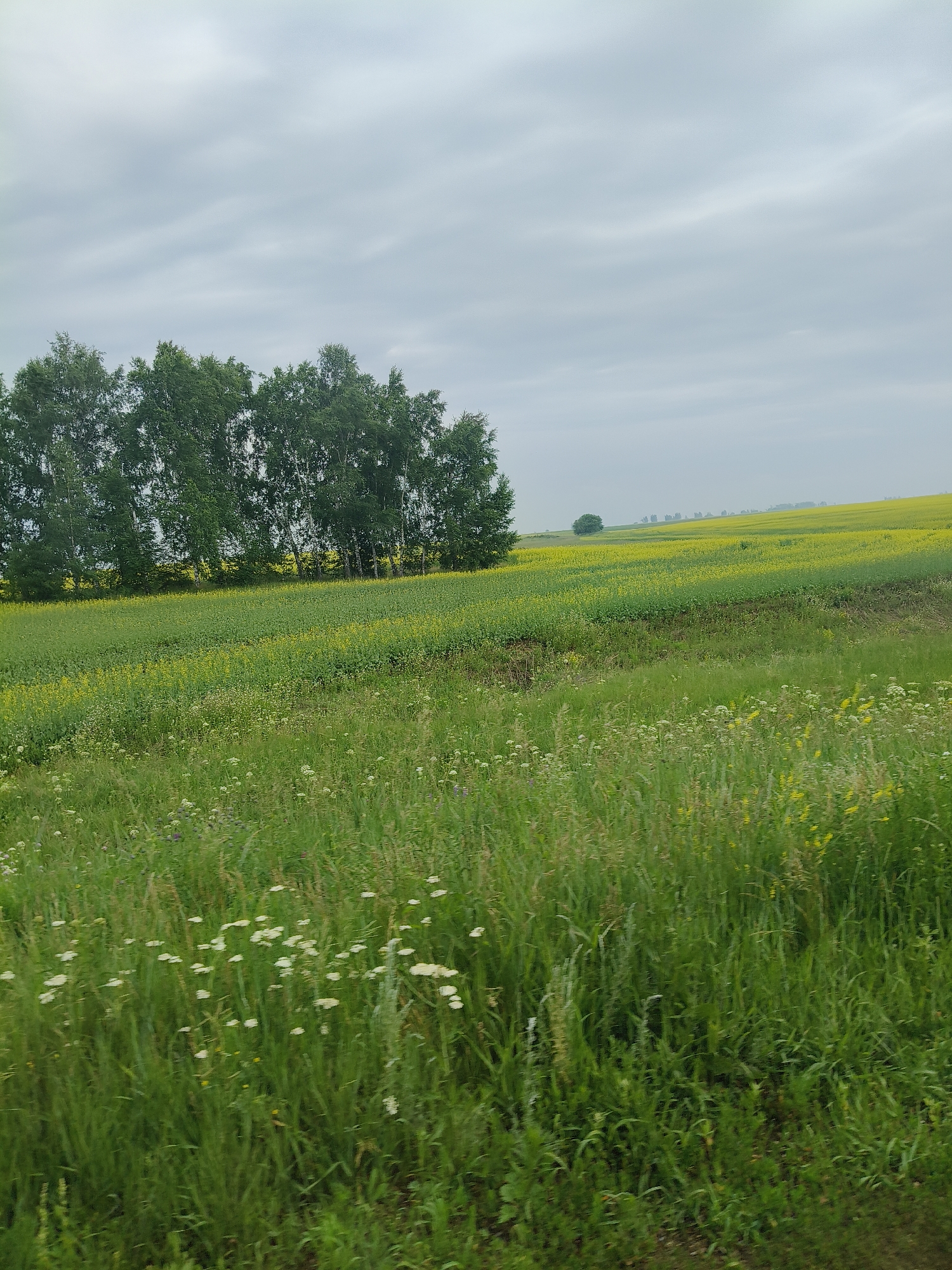 The image depicts a vast, rolling landscape under an overcast sky. In the foreground, a field of tall, green grass is interspersed with small white wildflowers. Beyond this field, a yellow flowering crop stretches into the middle ground, bordered by a line of trees on the left. Further in the distance, more yellow fields and a few isolated trees are visible, with a hazy horizon. The scene appears to be a rural agricultural area.