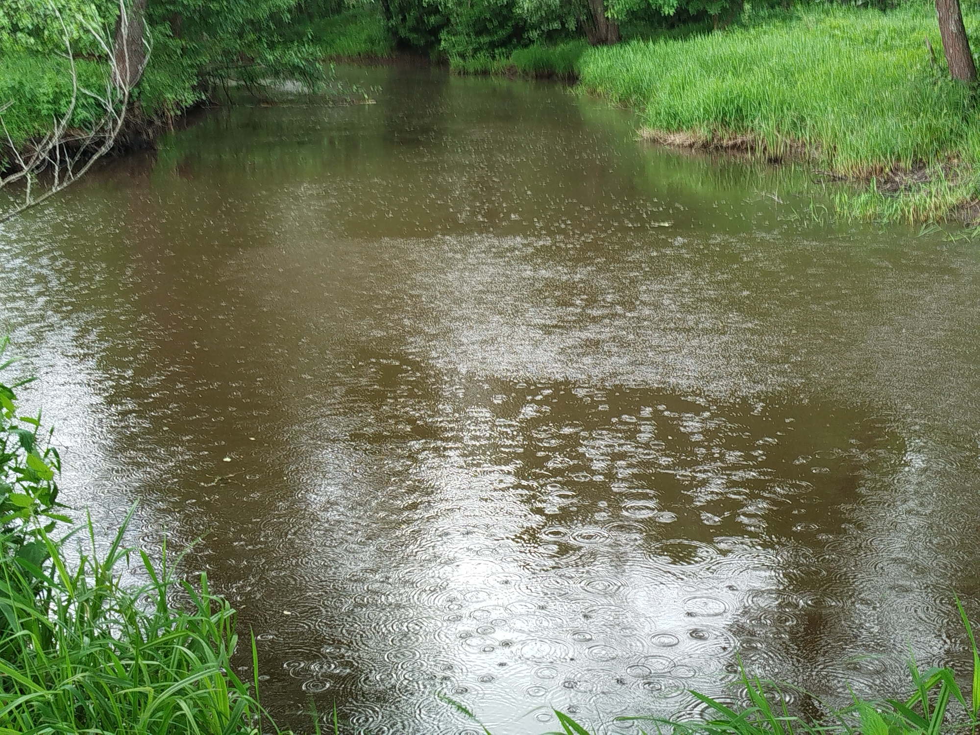 The image shows a body of water, possibly a stream or river, on a rainy day. Ripples from raindrops are visible on the water's surface. The banks of the water are lined with green vegetation, including grass and trees. The specific location is likely in a rural or natural area near Боровково, Russia. No people or animals are visible in the scene. The primary action is the rainfall interacting with the water surface.
