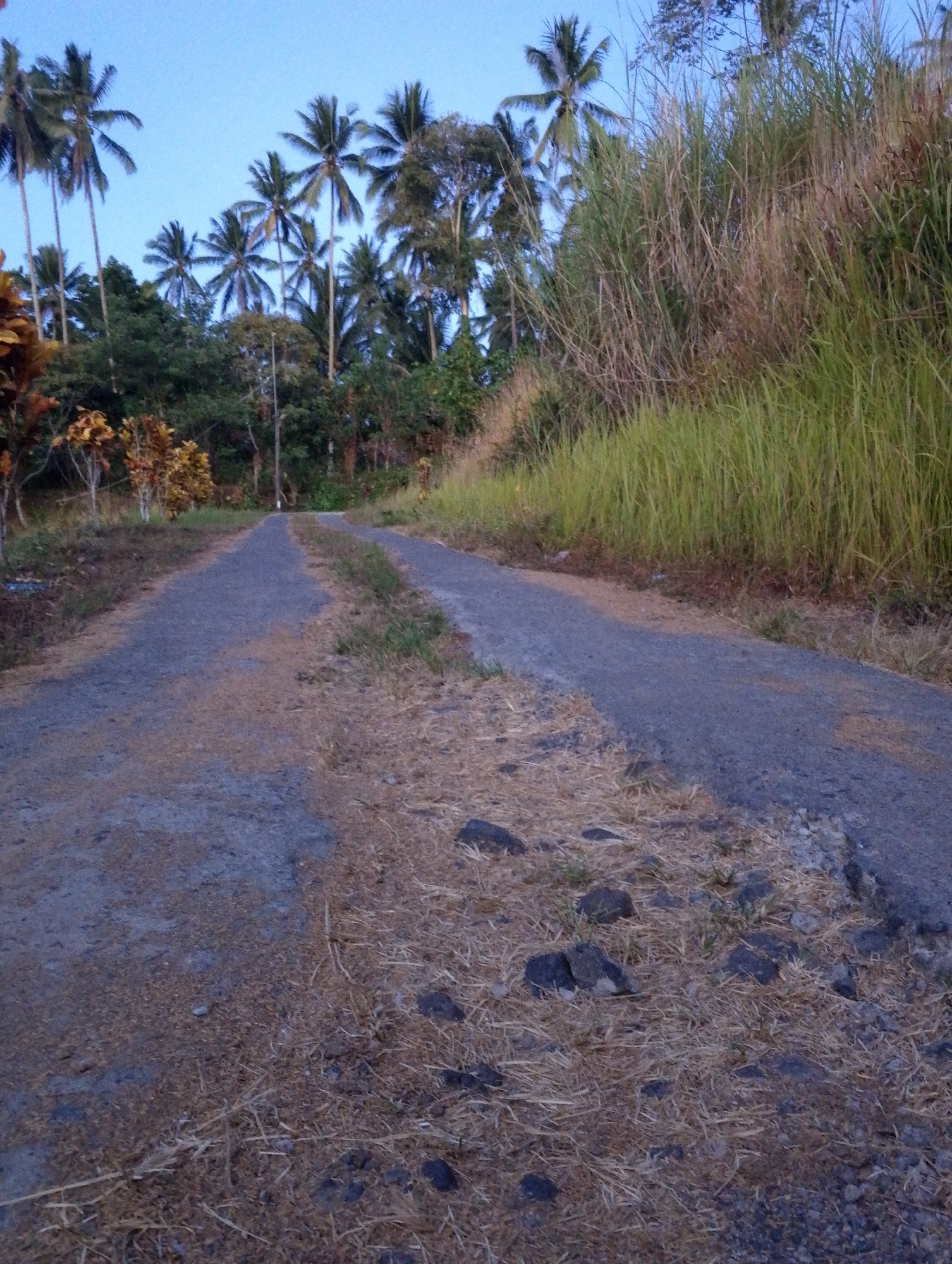 The image depicts a rural road in Tomohon, Indonesia, likely at dusk or dawn given the low light and clear sky. The road appears to be paved with asphalt and is surrounded by natural vegetation. On the left side of the road, there is a dense forest with various trees, including palm trees, and some ornamental plants with yellow and orange foliage. On the right side, tall grasses and reeds grow along a gentle incline, creating a textured, natural barrier. The road itself is slightly worn, with patches of gravel and dry grass scattered on its surface, suggesting it is a well-trafficked but not heavily maintained route. The perspective is from ground level, looking up the road as it curves slightly out of frame. There are no people or vehicles visible in the scene, emphasizing the natural and somewhat isolated environment.