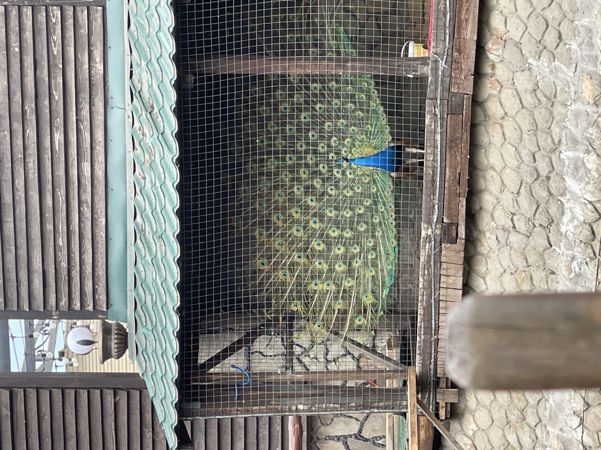 A peacock stands inside a wire enclosure in Molokovo, Russia. The enclosure is located next to a wooden structure with a light fixture and corrugated roofing. Adjacent to the enclosure is a stone wall.