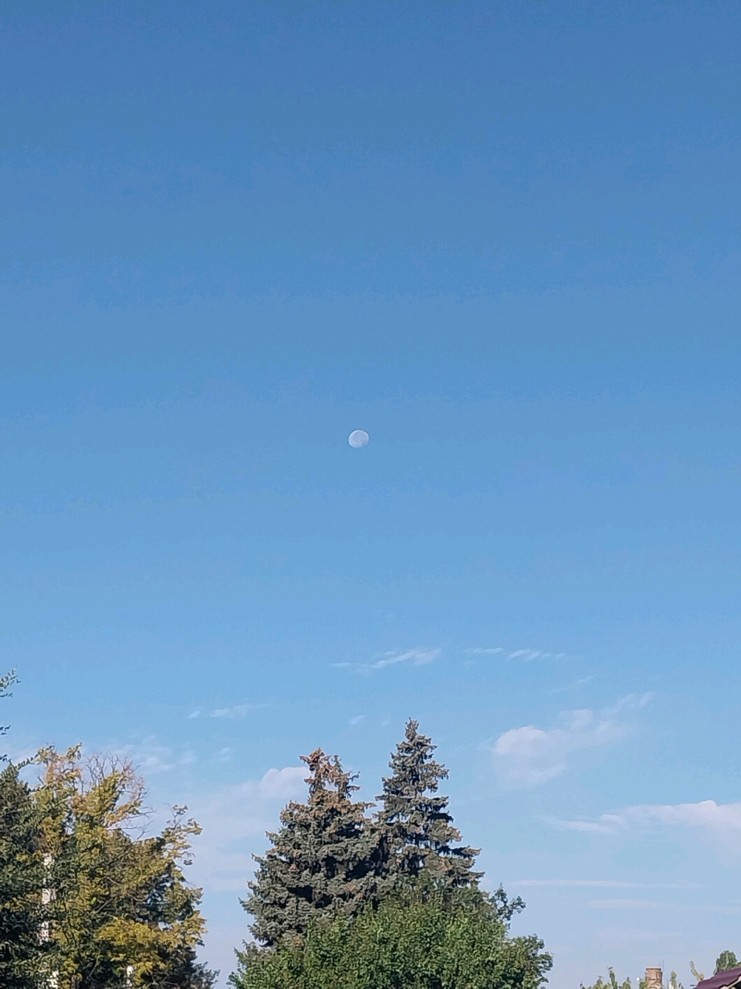 The image shows a clear blue sky with a visible moon. In the foreground, the tops of several trees are visible, including coniferous and deciduous trees with green and yellow foliage. The scene appears to be an outdoor environment, possibly in a suburban or rural area, with the sky occupying the majority of the frame. No people or specific buildings are clearly identifiable, though the presence of trees suggests a natural or landscaped setting.