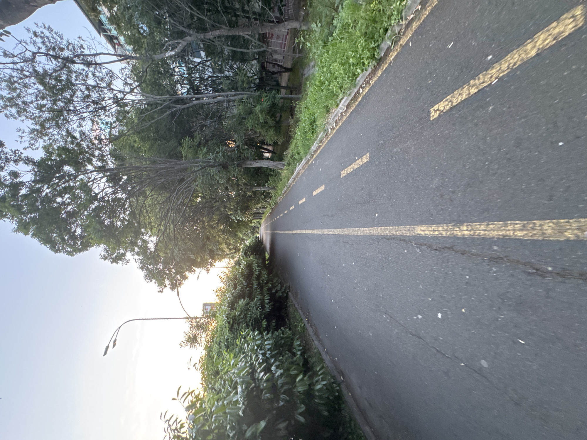 The scene depicts a paved asphalt thoroughfare, likely a road or a dedicated pathway, extending into the distance under a pale, bright sky. The location is the city of Unknown, Unknown.
The asphalt surface is dark grey, showing evidence of fine cracks and scattered debris. A continuous solid yellow line is marked centrally on the pavement, while a dashed yellow line runs parallel to it on the right side. On the left side of the pathway, a dense, manicured hedge of dark green bushes forms a continuous barrier. Behind these bushes, a dark-colored streetlight with two lamp fixtures is visible against the bright sky, with additional trees further back.
On the right side of the pathway, a narrow verge of unkempt grass and exposed soil borders the asphalt. Beyond this verge, a line of trees, characterized by thin trunks and relatively sparse green foliage, partially obscures multi-story residential or commercial buildings. These structures exhibit facades in shades of light blue and grey. The sky transitions from a light blue at the top of the frame to a very bright, almost white luminosity towards the horizon on the left, indicative of low-angle sunlight. No individuals, vehicles, or animals are present in the observable area.