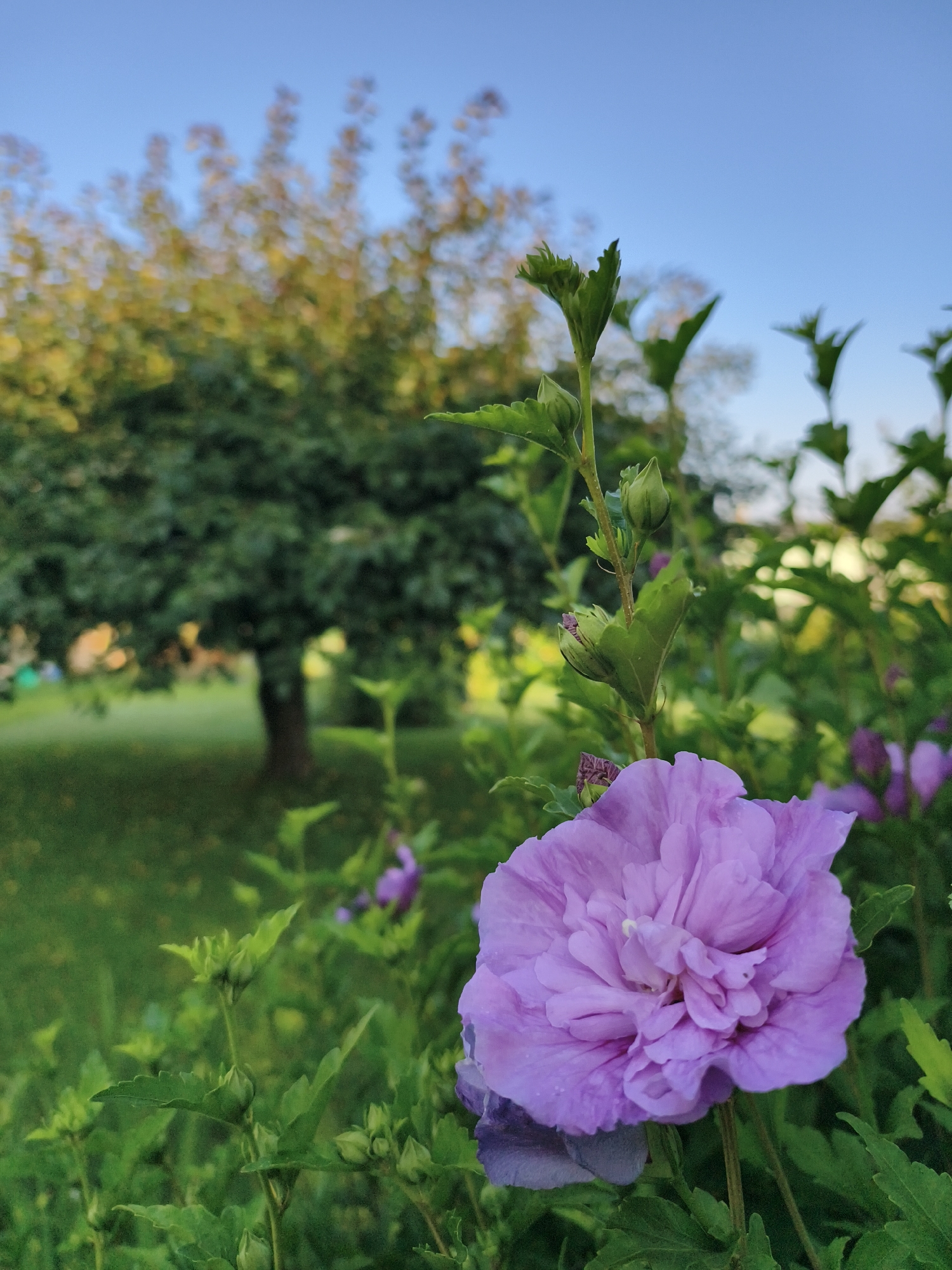 The image is a close-up outdoor shot of a purple hibiscus flower in bloom. The flower is in the foreground and is slightly out of focus, but its delicate petals and intricate texture are discernible. Several green leaves and flower buds surround the main bloom. In the background, a large tree with green foliage and a hint of autumn color is visible, along with a patch of green grass. The sky above is a clear, pale blue. The scene appears to be a park or garden setting, possibly within the city of Tczew, Poland, given the context. There are no people or animals visible in the image, and no actions or interactions are depicted. The lighting suggests it is daytime, likely late afternoon given the warm tones of the tree in the background.
