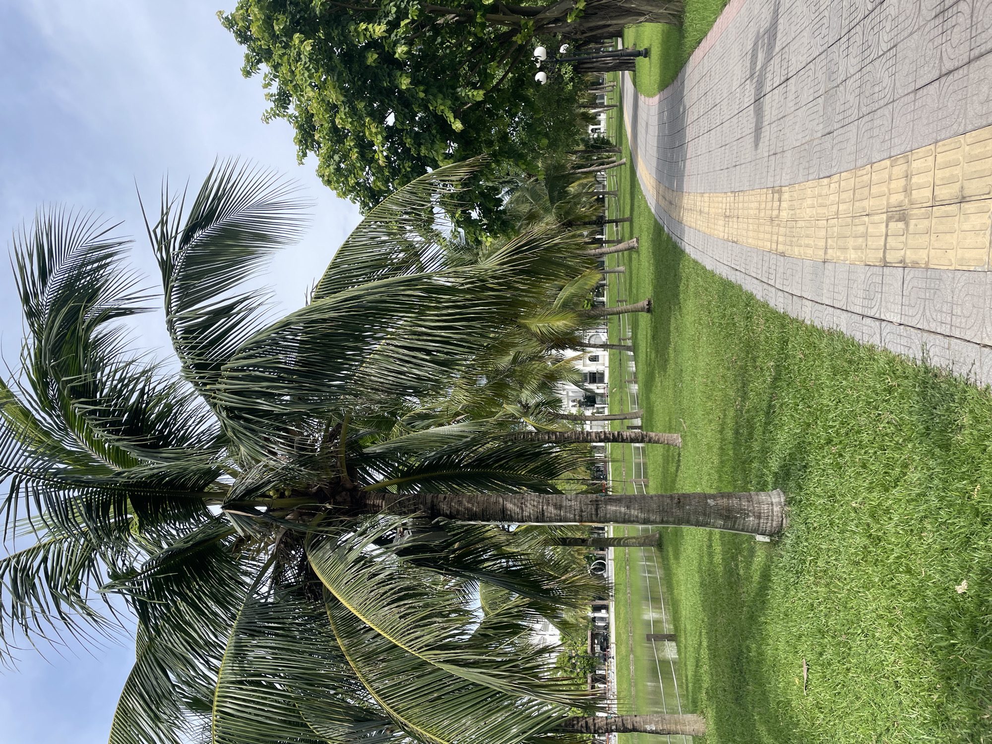 The image depicts a paved walkway with tactile paving leading through a park-like setting with numerous palm trees and a body of water to the left. The walkway is constructed of gray concrete tiles with a raised yellow strip down the center, likely for guiding visually impaired individuals. Lush green grass lines the walkway. Beyond the grass and palm trees, a tranquil body of water is visible, bordered by a low rope fence. In the background, several white buildings with architectural features suggest a developed area. A tall, mature tree with dense green foliage stands to the right of the walkway. The sky is partly cloudy, indicating daytime. The scene suggests a well-maintained public park or recreational area within a city, potentially Hà Nội, Vietnam, given the presence of palm trees and the architectural style of the buildings. There are no people visible in the image.