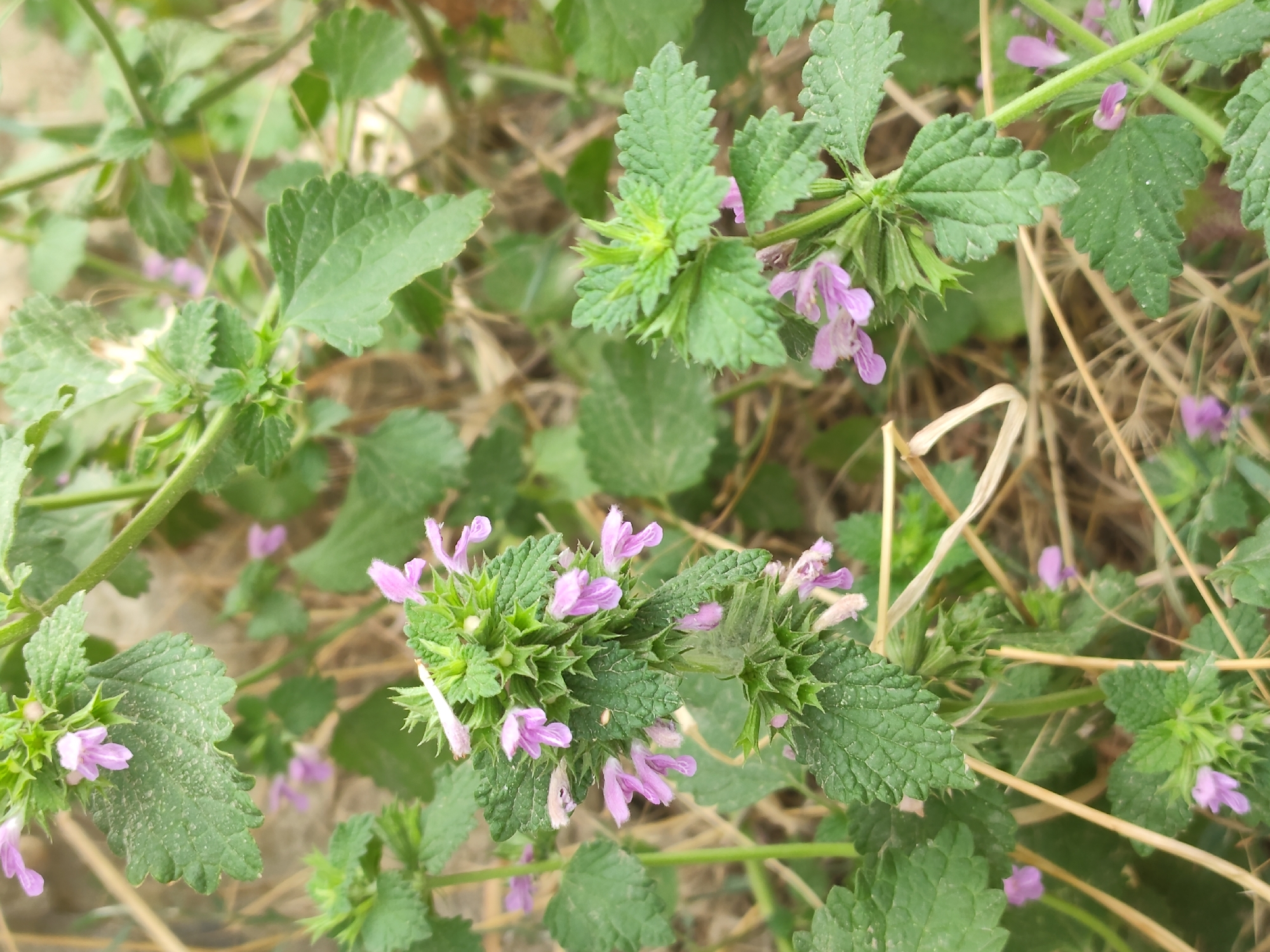 The image shows a close-up view of several plants with small, pale purple flowers and serrated green leaves. The plants are growing in an outdoor setting, with dry grass and dirt visible in the background. The lighting is natural, suggesting it was taken during the day. There are no people or man-made objects clearly visible in the frame. The focus is on the botanical details of the plants. The context of Makhachkala, Russia is not visually evident from the image itself.
