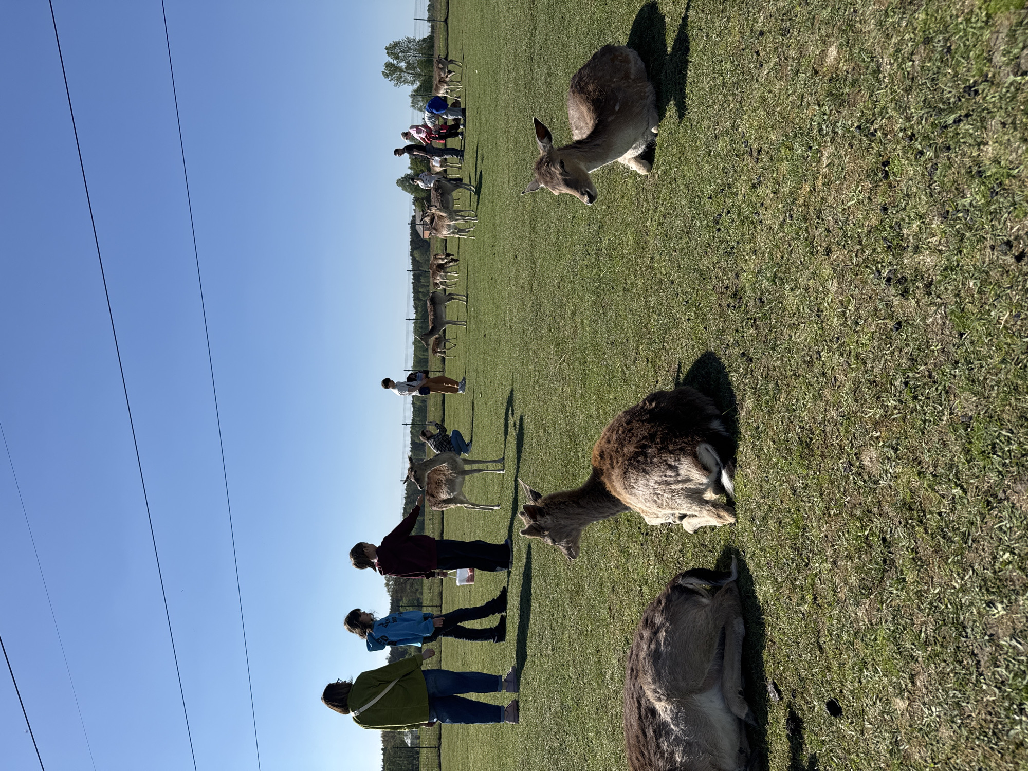 The image captures a sunny, outdoor scene with a group of people and a herd of deer in Unknown, Unknown. The background features a clear, blue sky and a power line running along the left edge of the frame. Trees are visible in the distance.
Several people stand on a grassy field and appear to be interacting with the deer. There are also some deer sitting or standing around the people. The foreground is mostly grass with several deer grazing or lying down. The interaction between the people and the deer suggests a possible wildlife park or reserve setting.