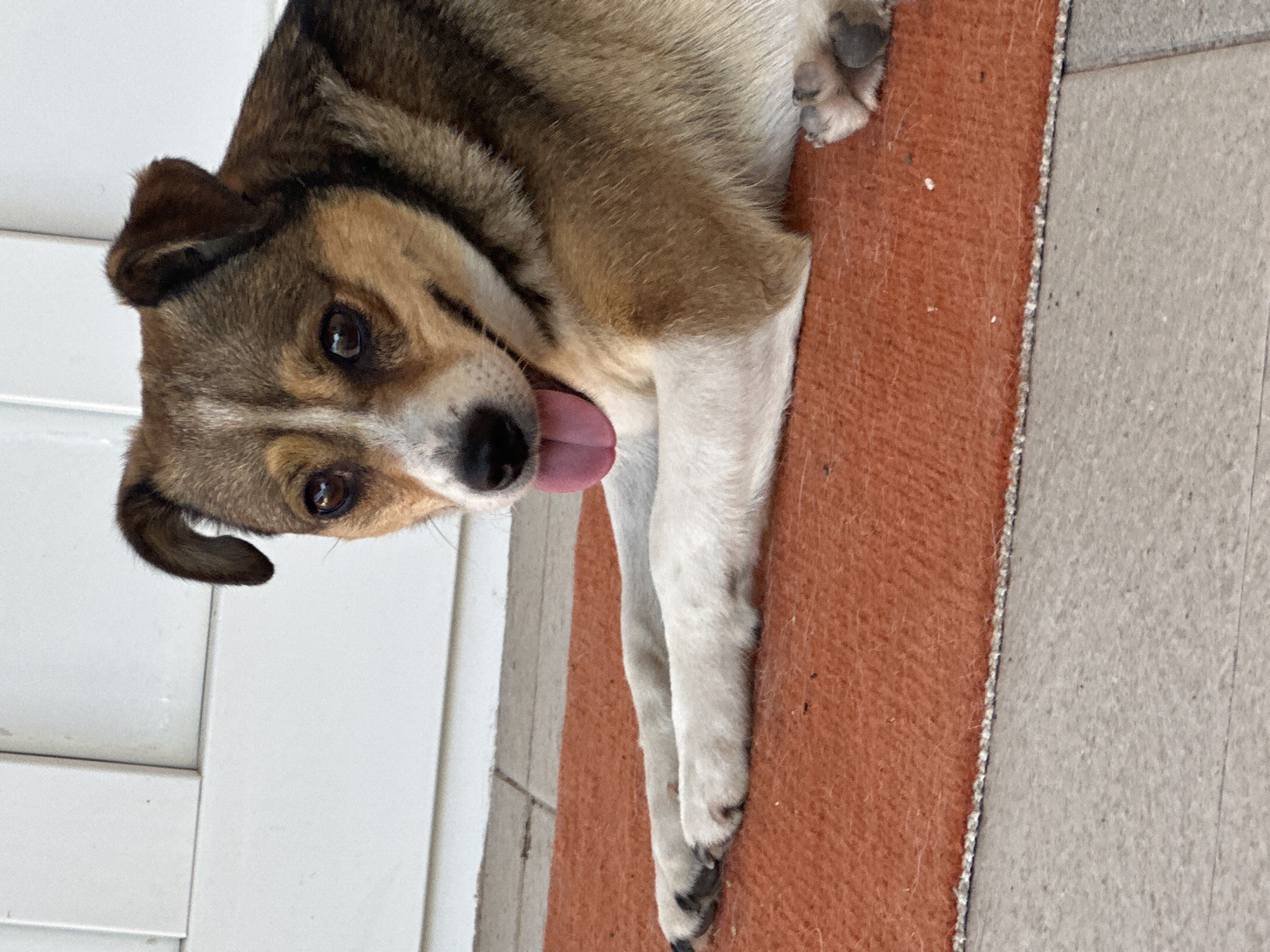 A medium-sized dog with brown and white fur is lying on an orange rug. The dog is looking at the camera with its tongue hanging out. The dog's front paws are extended forward. The rug is on a tiled surface. In the background, there is a white wall with vertical panels. The image appears to be taken outdoors, possibly on a porch or patio. The location is described as being in the city of Makiv, Ukraine.
