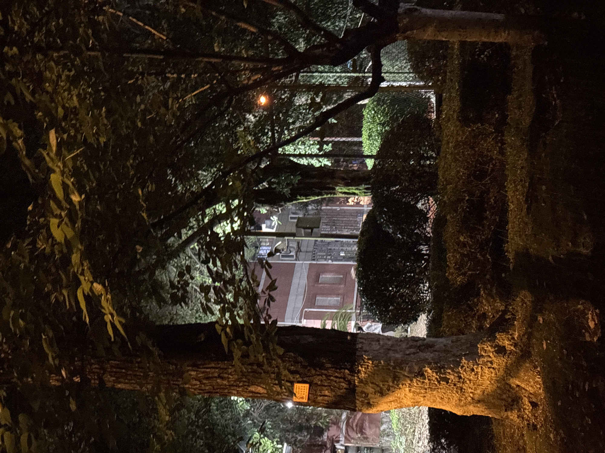 The image, captured at night or in the late evening in Nan'an District, China, presents an outdoor scene dominated by dense trees and foliage, with a building visible in the background. Numerous tree trunks and branches, some appearing gnarled, crisscross the frame, heavily laden with leaves and possibly moss or vines. Artificial light sources illuminate parts of the trees, casting a warm golden-orange glow on their bark and highlighting patches of green foliage against the dark surroundings.
In the middle ground, a multi-story building with a reddish facade and white-framed windows is partially visible behind the trees. An air conditioning unit is noticeable on its exterior. Further back, a fence or railing structure can be discerned through the leafy canopy. A small, bright orange light source glows faintly amidst the upper foliage on the left side of the image.
No people are visible, and no specific activity is taking place; the scene is static and serene. A small, rectangular yellow sign with illegible dark Chinese characters is attached to one of the prominent tree trunks in the lower-central part of the image. The overall dark sky and artificial illumination strongly indicate a nocturnal setting, lending a quiet and somewhat mysterious ambiance to the urban green space depicted.