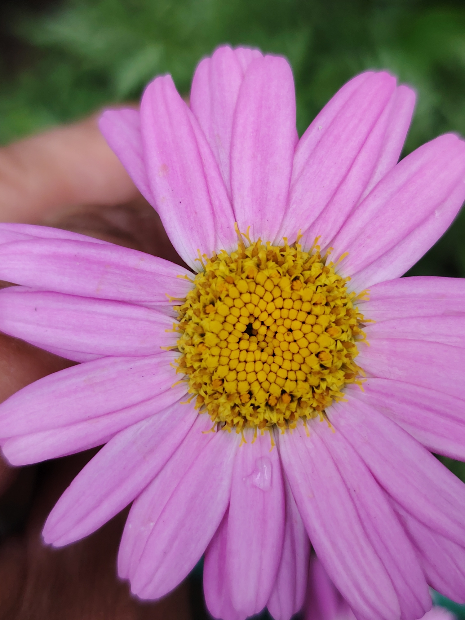 A close-up photograph captures a pink daisy-like flower with a prominent yellow center, presumably taken outdoors during the day. The petals are smooth and have a slightly ruffled edge. The center consists of densely packed yellow disc florets. The background is a blurred green, suggesting foliage. A hand is partially visible in the lower-left corner of the frame, holding the flower. A water droplet clings to a petal on the lower-right side of the flower. The exact location within Chaikovsky, Russia, cannot be determined from the image alone, though it would presumably be taken in a garden or other location where these flowers are cultivated or grow naturally.