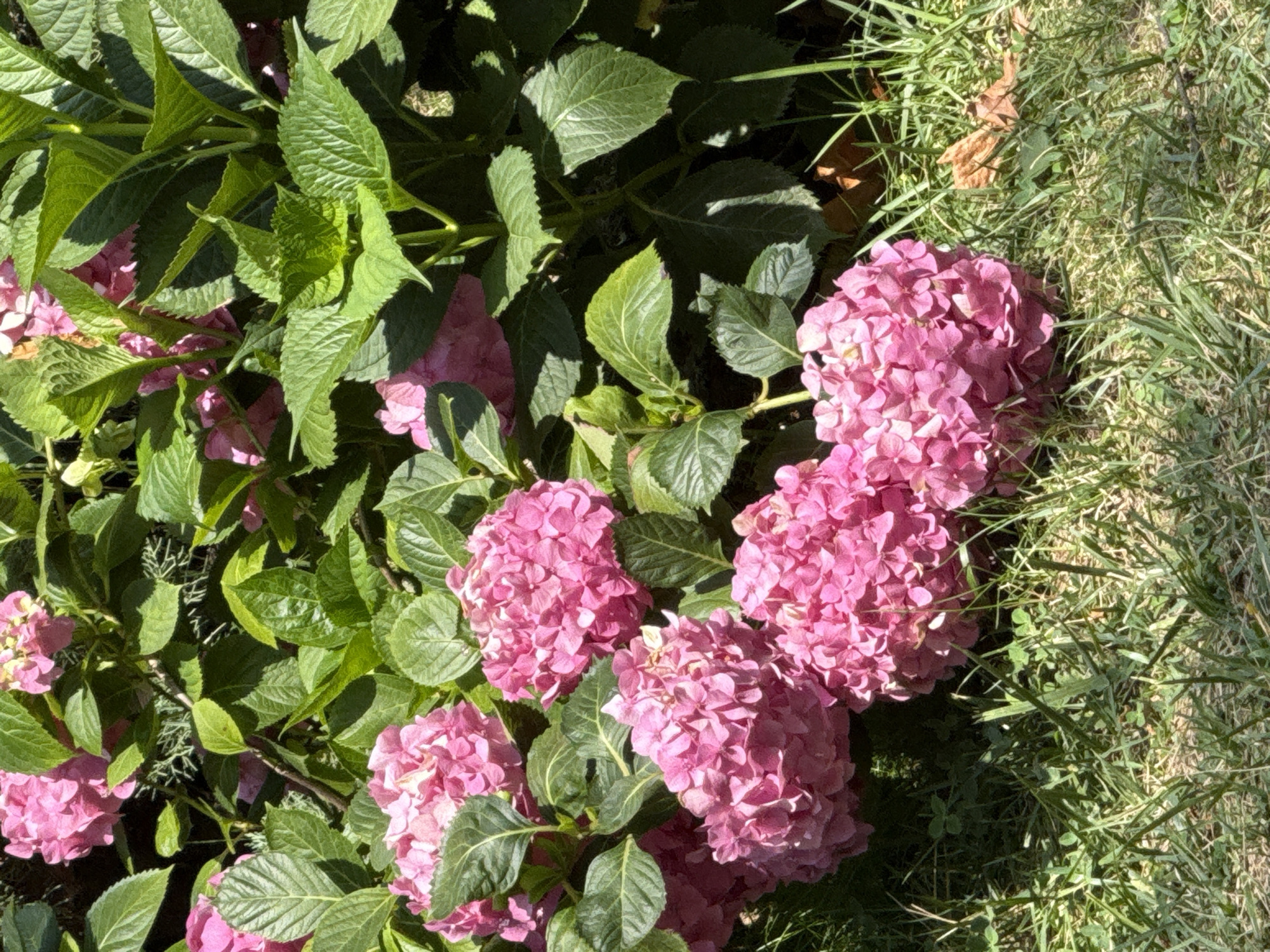In the city of Mirikənd, Azerbaijan, a close-up, eye-level shot captures a cluster of vibrant pink hydrangeas in full bloom. The flowers, with their numerous small petals, form dense, spherical heads, some appearing slightly wilted. They are nestled amongst large, dark green, serrated leaves and thick stems. The foliage creates a lush backdrop, with some leaves catching the sunlight, highlighting their texture and veins. In the foreground, a patch of dry, green grass is visible, interspersed with a few fallen brown leaves and small clover-like plants. The lighting suggests a sunny day, casting dappled shadows from the leaves onto the flowers and the ground.