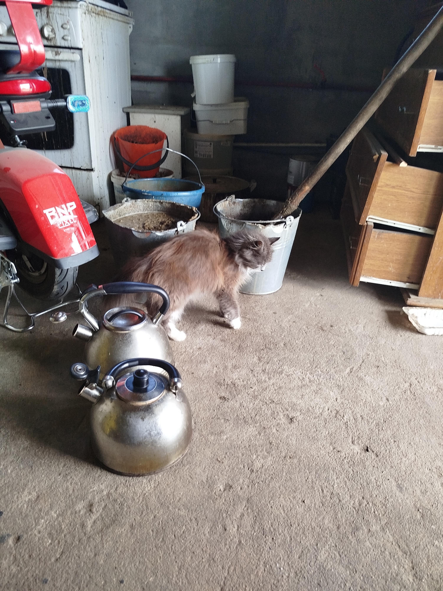 In an unlit, cluttered storage area, likely a shed or garage, a fluffy, medium-haired cat with grey and brown fur is captured mid-stride, heading towards the left of the frame. The cat's gaze is directed downwards and to the left, suggesting it is focused on something on the ground. The floor is concrete, showing signs of wear and dirt.
To the left of the cat, two metal kettles are positioned on the floor. The larger kettle is in the foreground, and a smaller one is partially obscured behind it. Both appear to be made of stainless steel and have black handles and lids.
Behind the kettles and to the right of the cat, a variety of buckets and containers are visible. These include a large blue bucket filled with a murky liquid, a red bucket, and several white plastic buckets, some stacked. A wooden pole, possibly a broom handle, leans diagonally across the background, resting on top of the blue bucket.
In the far left of the image, the rear section of a red motorcycle is visible, with a white logo that reads "BNP PIXEL". The motorcycle appears to be parked. Further back, on the left side of the scene, a white appliance, resembling a washing machine or dryer, stands against the wall. The wall itself is a pale, dirty white.
The background is dominated by stacked wooden drawers or shelves, some of which are open, revealing their contents. The overall impression is one of disarray and storage of miscellaneous items in a utilitarian space. The lighting is dim, with the primary light source appearing to be from the right side of the frame.