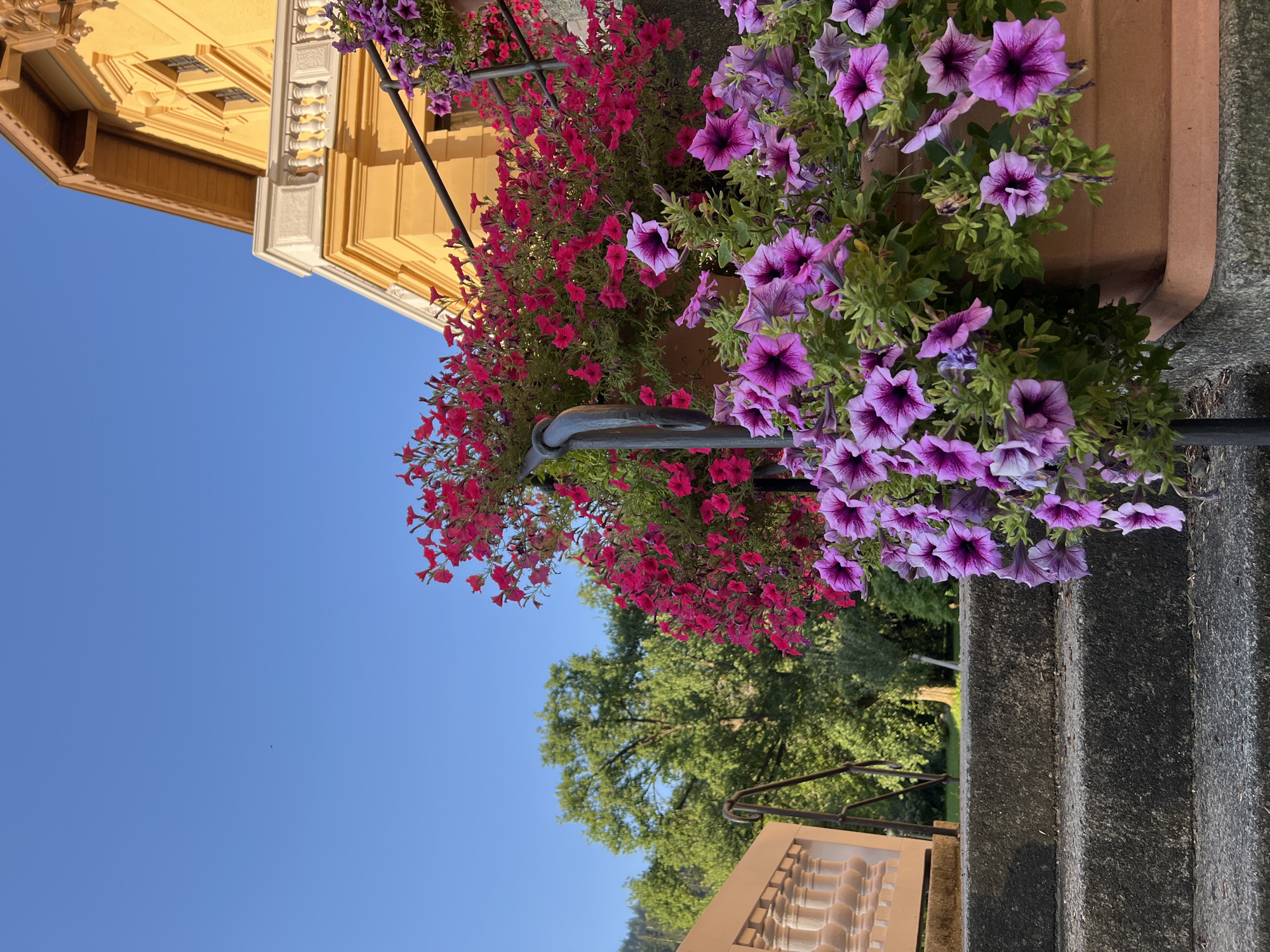The image captures a close-up view of cascading pink and purple petunias in large terracotta pots, arranged along a stone staircase leading up to a yellow building with a balcony. The building, likely a historic structure, features ornate wooden eaves and a white balustrade. Behind the building, a lush green forest and a clear blue sky suggest a serene, possibly mountainous, setting. The scene is bathed in warm sunlight, indicating it was taken during the day. The foreground consists of the textured gray stone steps, with a dark metal railing partially visible. The overall impression is one of vibrant floral beauty set against a backdrop of elegant architecture and natural landscape, evoking a sense of tranquility and charm. While the exact location is not discernible from the visual elements alone, the request specifies it is in Immenstadt im Allgäu, Germany, suggesting this scene is part of the town's picturesque ambiance. No people or animals are present in the frame.