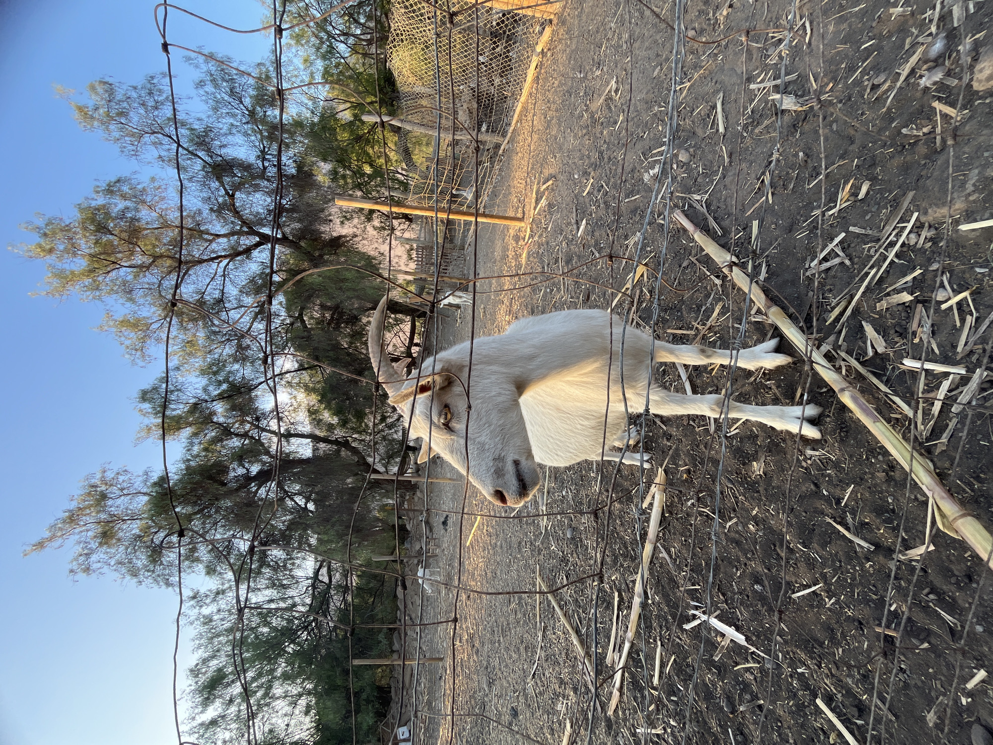 A white goat with long horns stands behind a wire fence. The goat is in a dirt enclosure with scattered pieces of plant matter on the ground. In the background, trees are visible under a blue sky. The location is rural, possibly in or near Arica, Chile, although no city-specific features are visible.