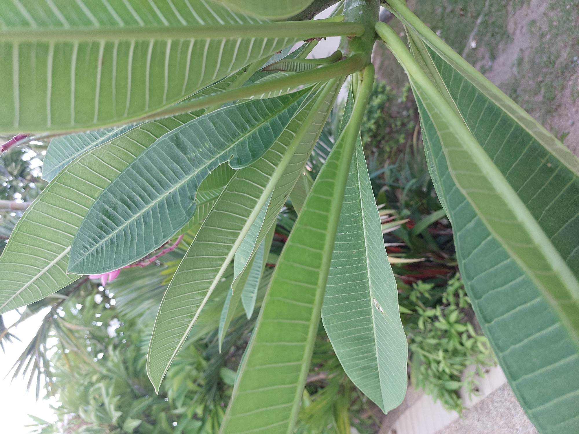 In Baan Mae Nam, Thailand, a close-up shot focuses on the vibrant green leaves of a tropical plant, possibly Frangipani. The leaves, with their distinct parallel veins, are arranged in a cascading pattern, with some in sharp focus and others blurred in the background. The lighting suggests it's daytime, possibly late afternoon, with soft light filtering through the foliage. The background is a blur of green foliage, hints of pink flowers, and a hint of a paved walkway, suggesting an outdoor garden setting. There are no people or animals visible in the frame.