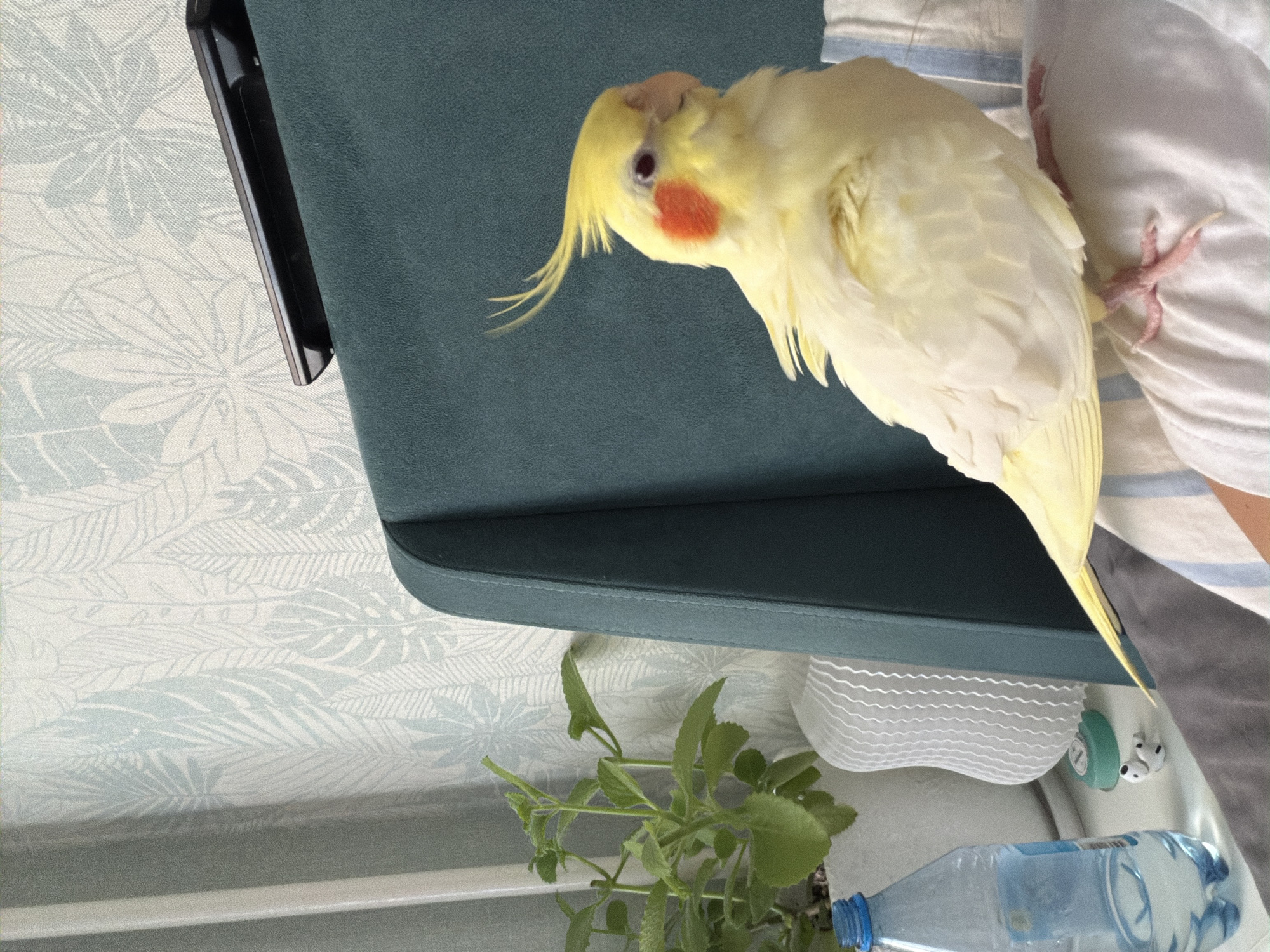 A pale yellow cockatiel with orange cheek patches and a prominent crest is perched on a striped fabric surface, facing right. The bird is positioned in the foreground, with its body partially obscuring a white fabric item behind it. To the left of the bird, a plastic water bottle filled with clear liquid and a houseplant in a pot are visible on a surface. In the background, a dark teal upholstered chair with a light-colored, leaf-patterned wallpaper behind it. A black remote control rests on the top edge of the chair. The overall scene appears to be indoors, with soft lighting.