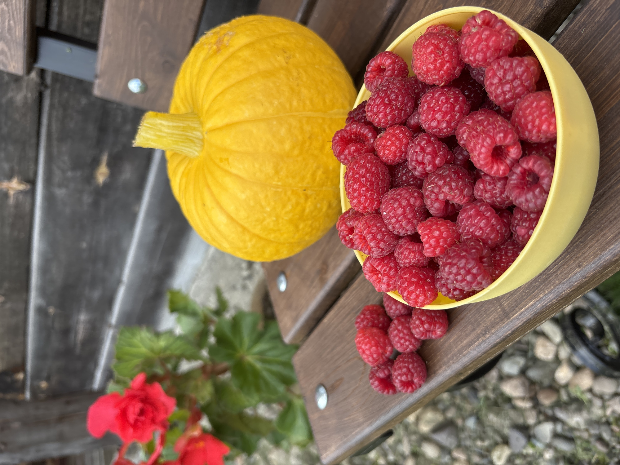 In the city of Korovovo, Russia, on a rustic wooden bench, a bright yellow pumpkin sits prominently behind a yellow bowl overflowing with ripe raspberries. To the left, a cluster of red begonia flowers adds a splash of color to the scene. The bench itself rests on a bed of grey gravel, with glimpses of dark wooden siding in the background, suggesting an outdoor setting, possibly a garden or patio area. The lighting appears natural, indicating daylight.