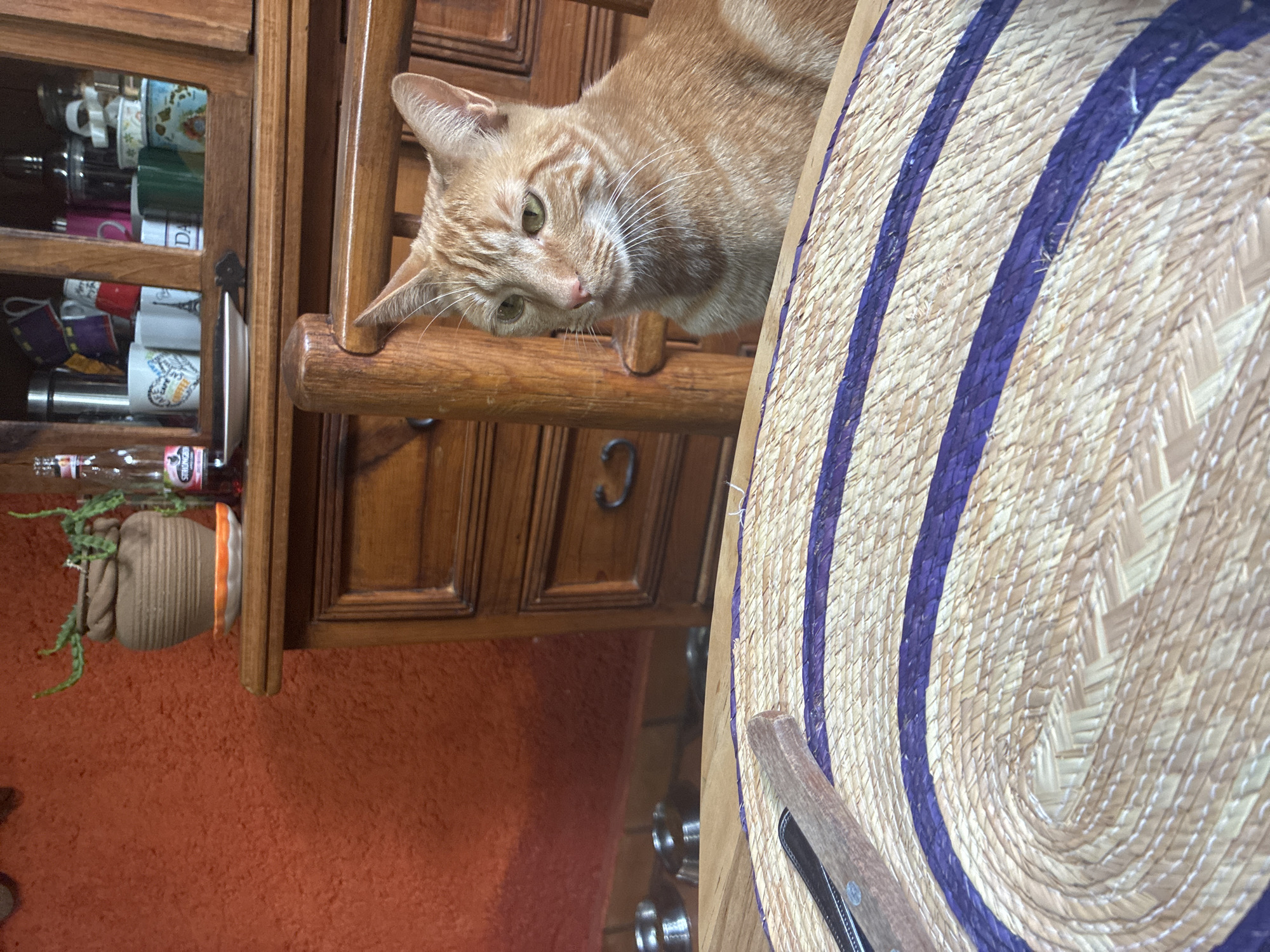 An orange tabby cat rests on the arm of a wooden chair next to a wide-brimmed woven hat with purple stripes. The chair sits beside a wooden cabinet holding mugs, jars, and a bottle of Strongbow cider. An orange wall is visible below the cabinet, with a clay pot containing a plant sitting on a shelf. The location is Cañada de Madero, Mexico.