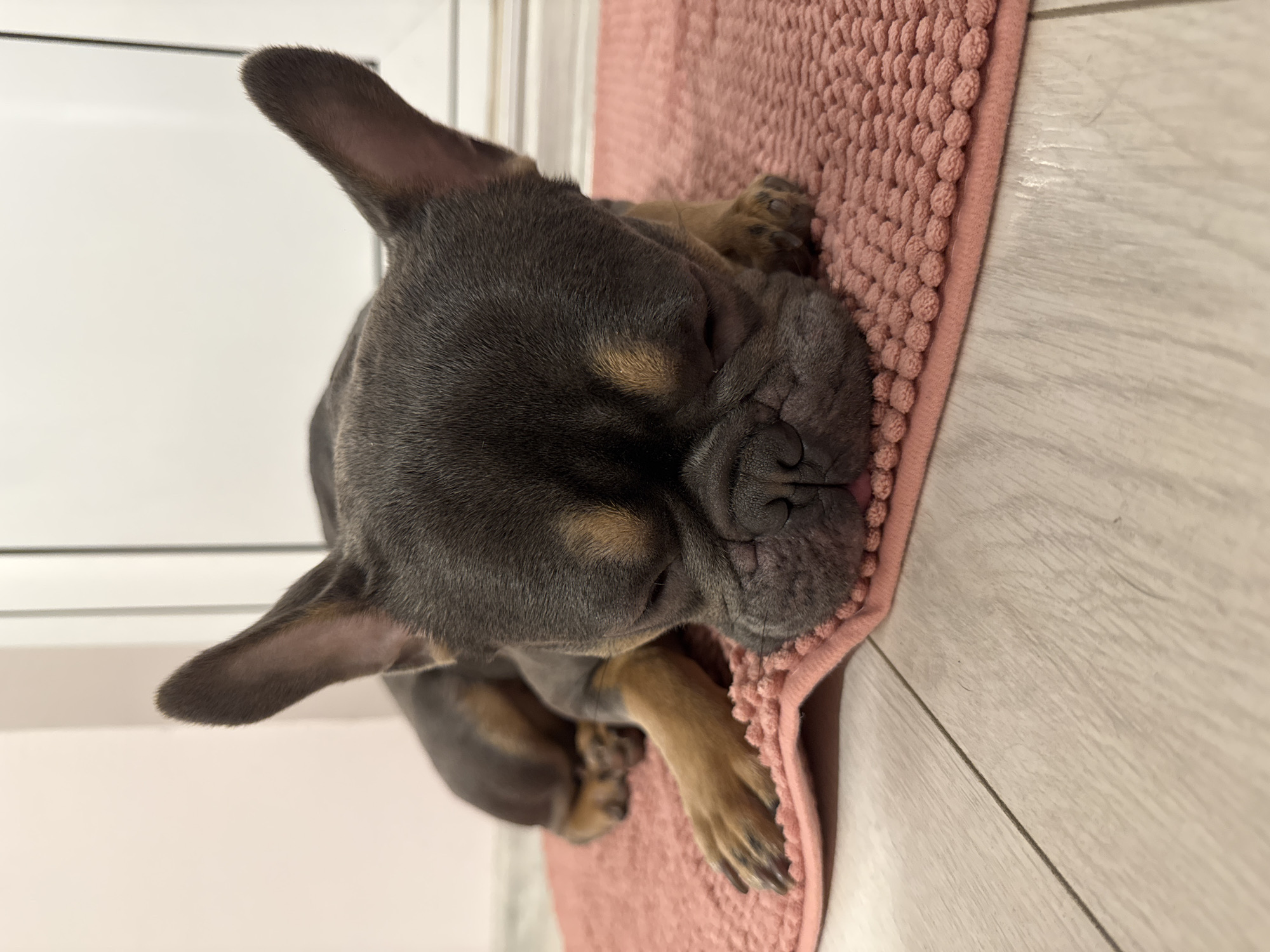 A French Bulldog puppy with a dark grey-blue coat and tan markings on its face and legs is captured sleeping soundly. The puppy's head is resting on a soft, textured pink mat, which has a distinct bobble-like surface. Its eyes are closed, and its face is relaxed, showing the characteristic wrinkles of the breed. A small portion of its tongue is visible, slightly curled, suggesting deep sleep. One of its tan paws, complete with dark claws, is visible resting on the mat.
The puppy is positioned on its side, occupying a significant portion of the frame. The background features light-colored, wood-effect laminate flooring adjacent to the pink mat, and a plain white or light-colored wall or surface behind the puppy. The scene depicts a peaceful moment indoors, conveying a sense of comfort and tranquility. No text is visible in the image.