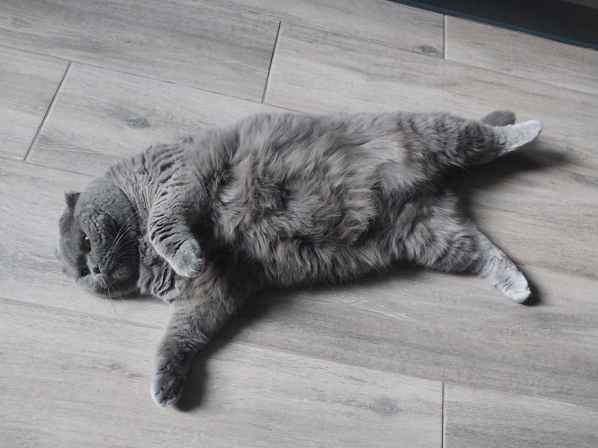 A grey Scottish Fold cat is lying on its back on a light brown laminate floor. The cat's head is tilted upwards, and its eyes are partially closed. One paw is extended upwards, while the other is bent at the elbow, resting on its chest. The cat's fur is long and fluffy, and its tail is curled around its body. The laminate flooring is made of narrow planks with a wood grain pattern. The lighting suggests an indoor setting, possibly a home. There is no indication of the location being in Dnipro, Ukraine.