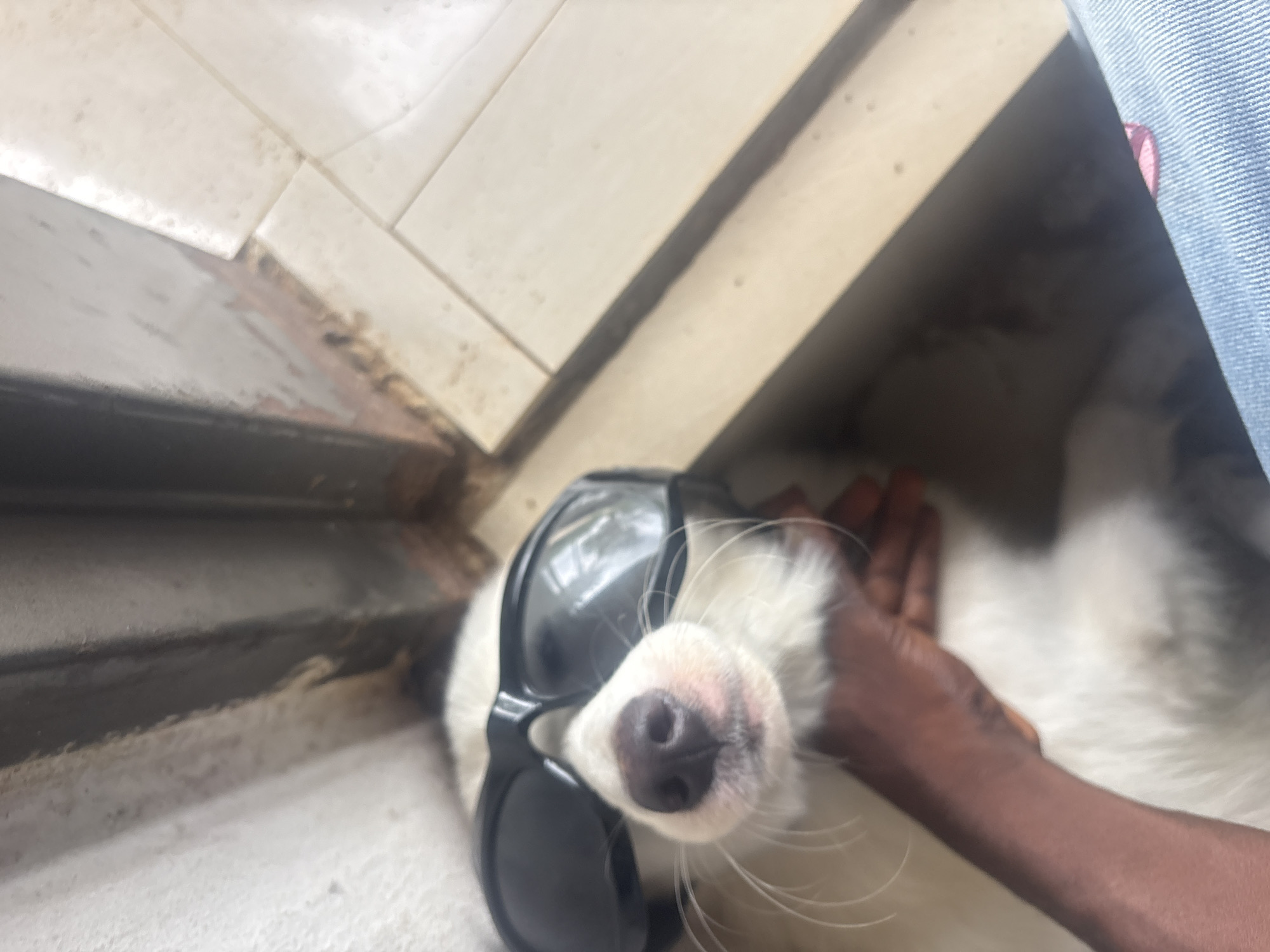 A dog wearing sunglasses lies on a tile floor indoors, being petted by a hand. A leg clad in denim is visible. The location is Ikot Ekpene, Nigeria.