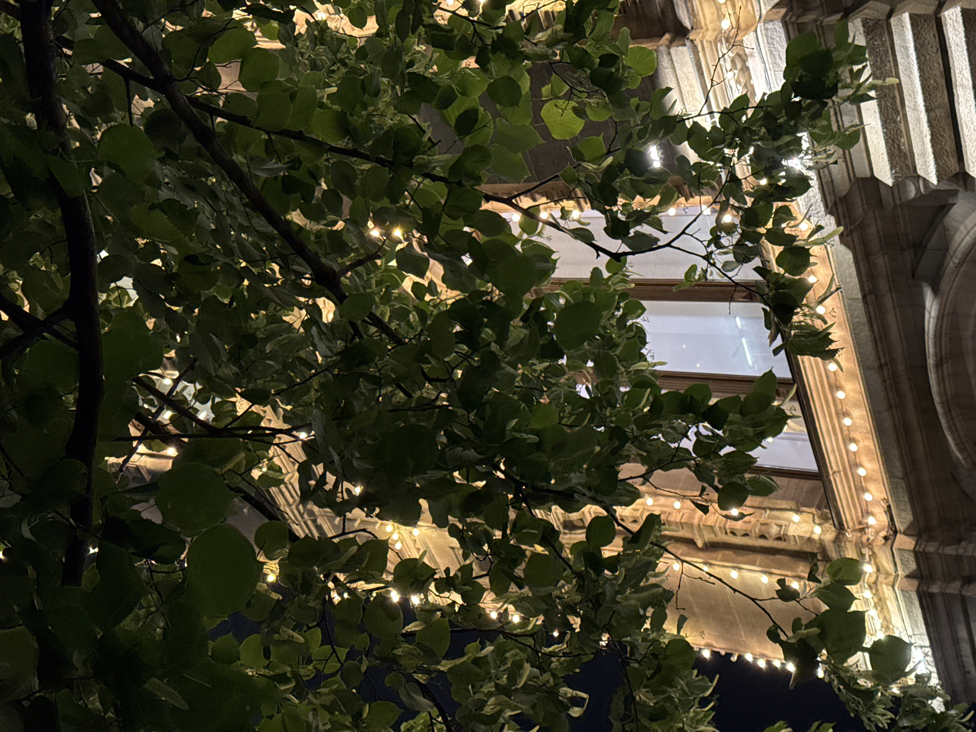 The image depicts a night scene in Moscow, Russia, with a building decorated with rows of warm-toned string lights. The architecture of the building is characterized by ornate, light-colored stonework, including pillars and arched windows. In the foreground, tree branches with green leaves obscure part of the view. Some leaves have lighter-colored edges. The branches and leaves are in shadow, creating a contrast with the illuminated building.