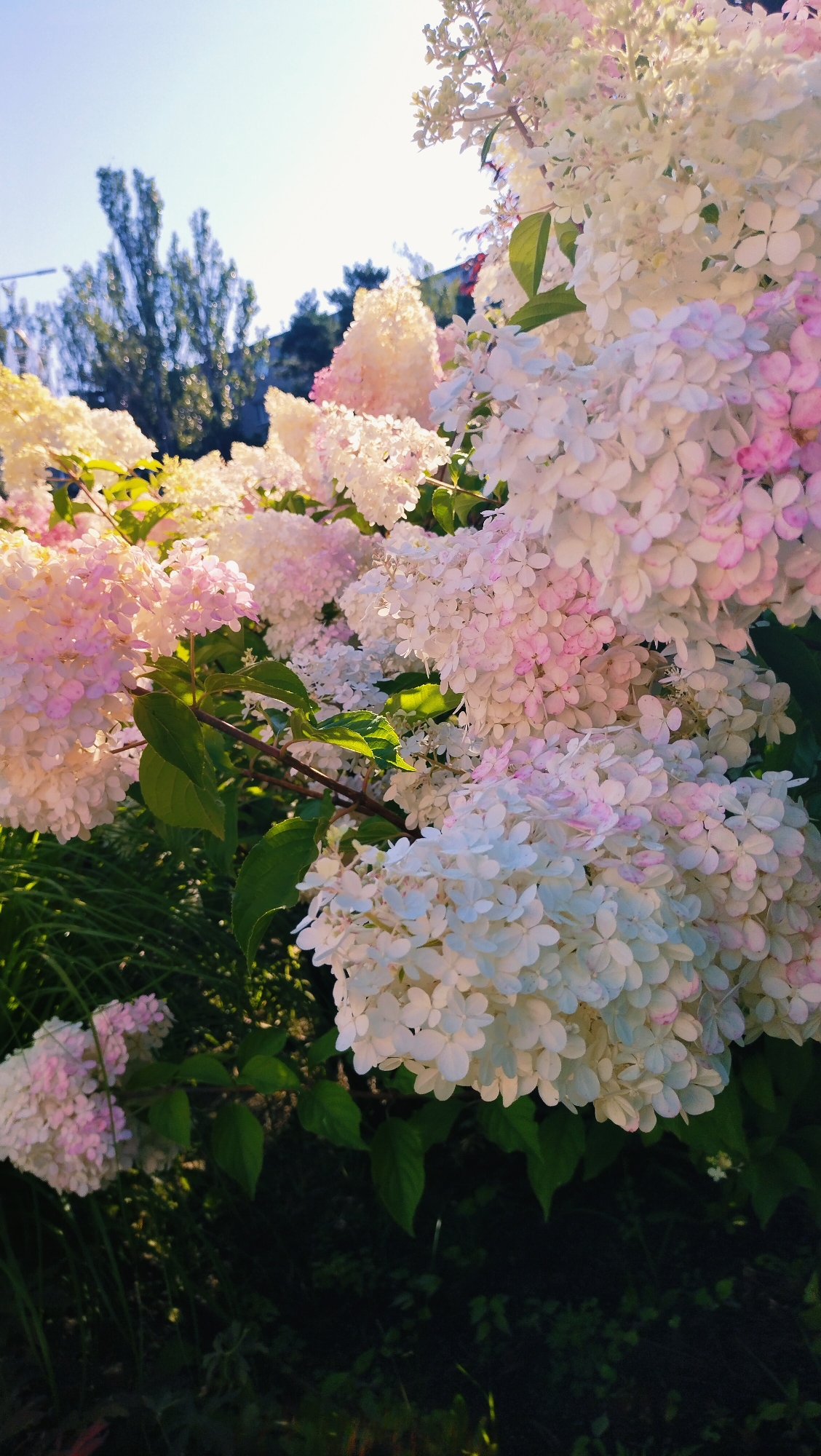 The image depicts a close-up view of hydrangea flowers in bloom, with clusters of white and pale pink blossoms dominating the frame. The flowers are densely packed and appear to be part of a large bush or tree. Sunlight streams from the upper right, casting a warm glow and creating highlights on the petals. In the background, out-of-focus trees with green foliage are visible against a bright, hazy sky. The lower portion of the image shows dark green leaves and shadowed undergrowth, suggesting an outdoor setting. There are no people or animals visible in the image. The scene is characteristic of a garden or park.