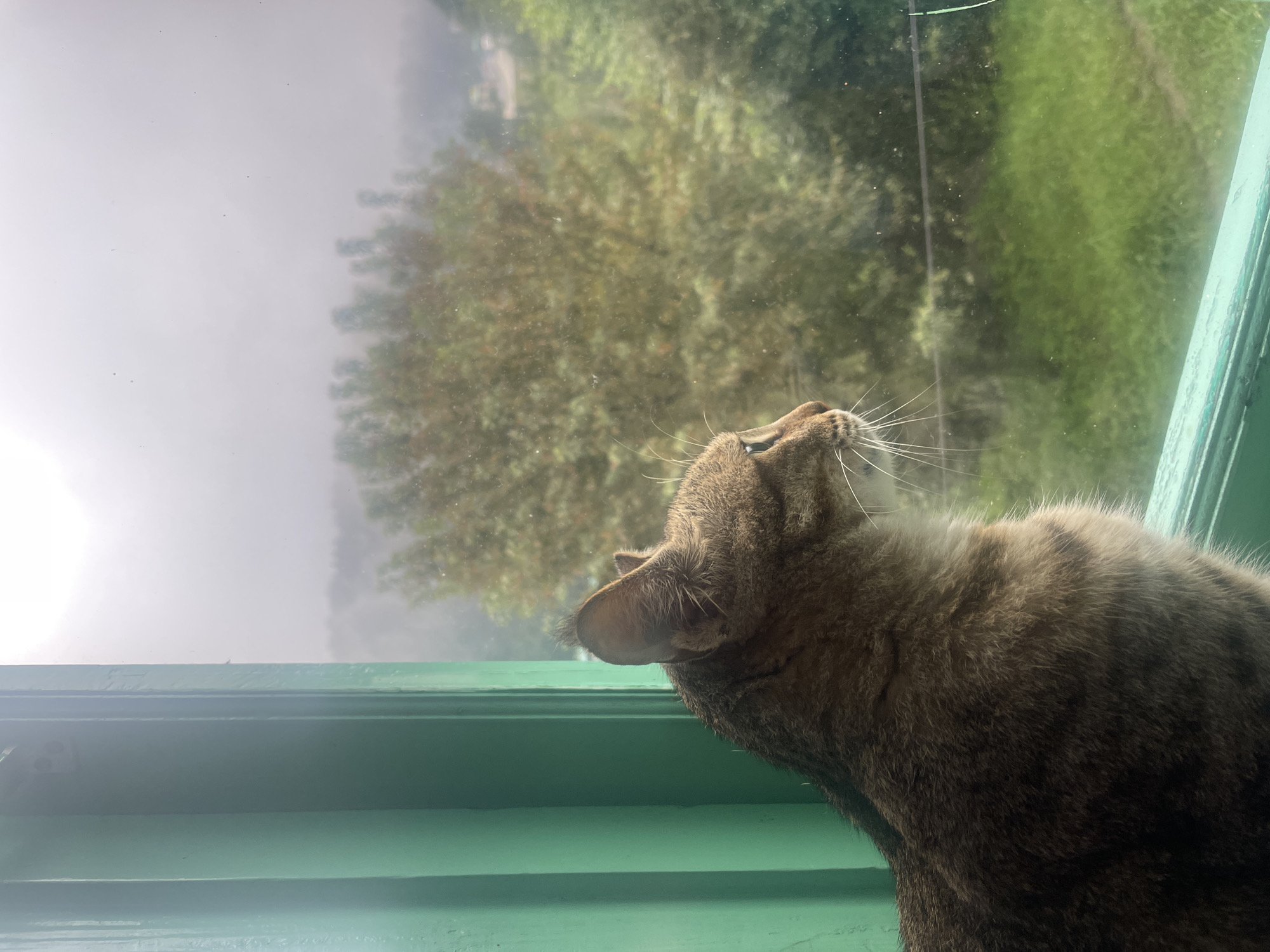 A tabby cat sits on a green windowsill, looking out a window at a hazy, green landscape. The cat's body is mostly visible, with its head turned to the right in profile. The fur is brown with darker stripes. The background outside the window shows trees and greenery, partially obscured by a light fog or haze. The window frame is painted a vibrant green. The scene appears to be from Bhagsu, India, with the misty atmosphere suggesting a humid or rainy day.