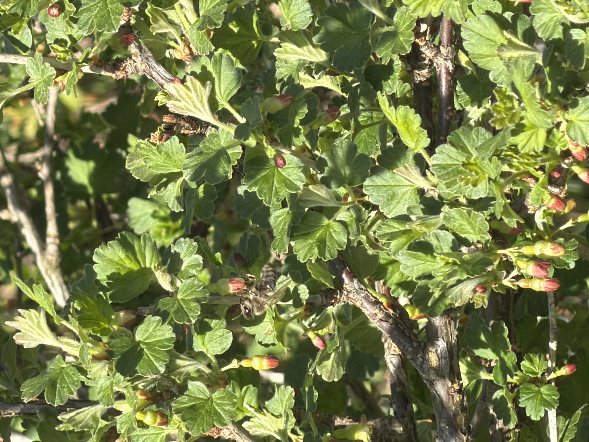The image depicts a close-up view of a gooseberry bush in Ol'khovo, Russia. The bush has green leaves with serrated edges. There are also small, unopened red and yellow gooseberry flowers. A bee is visible on the bush. The stems of the bush are brown and woody. The environment is bright and sunny.
